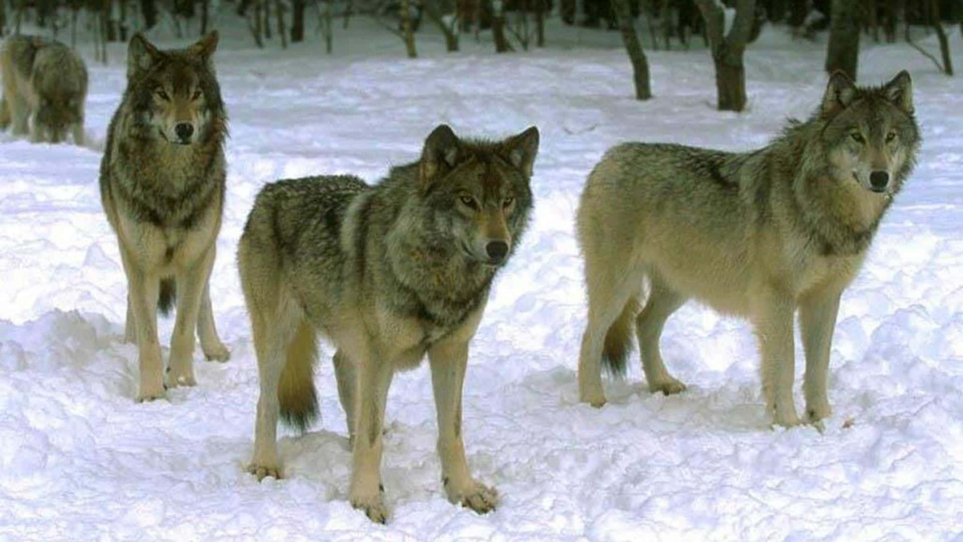 Wolf Pack 桌布 壁紙 — 三隻狼在光禿的冬季樹木下的深雪中警覺地站立，牠們的皮毛夾雜著灰色和棕色。