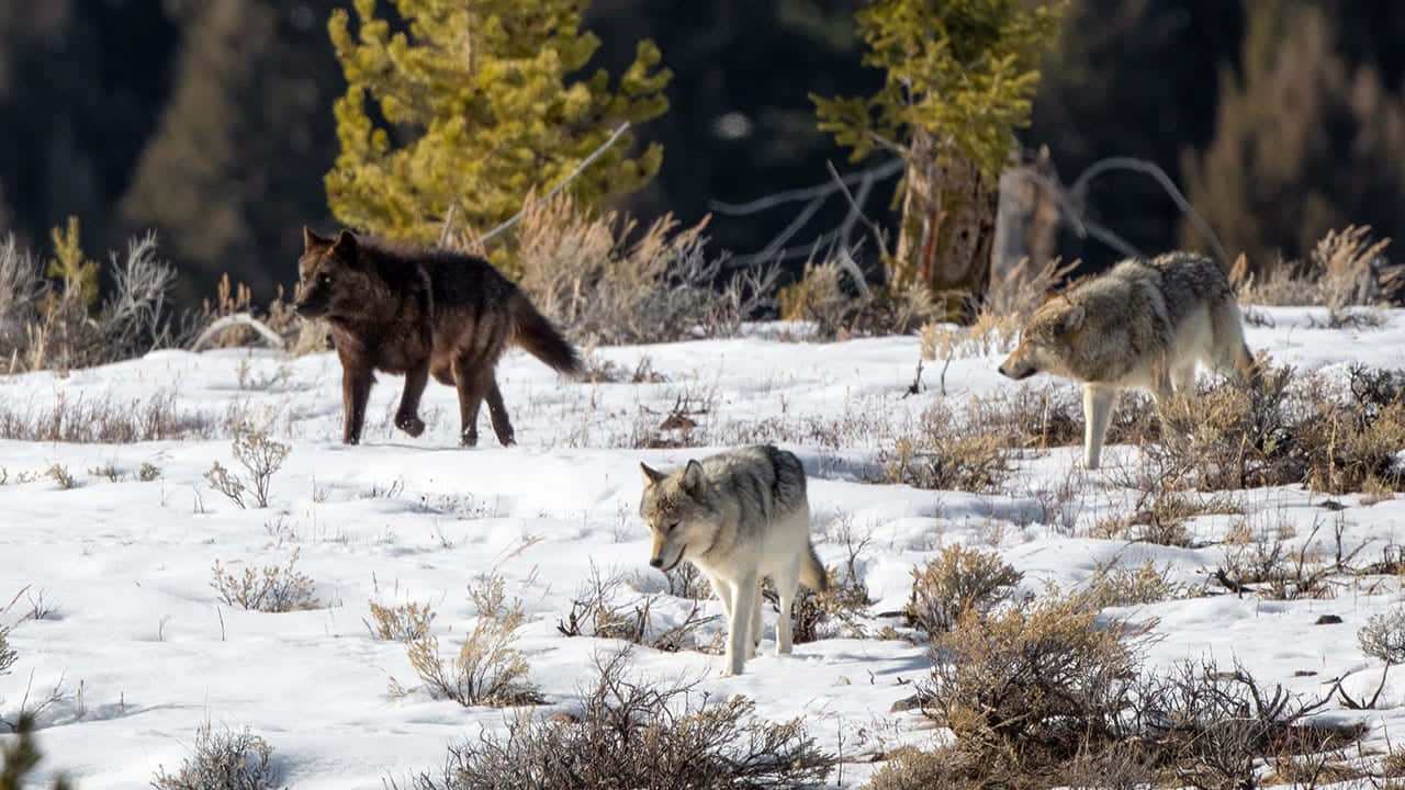 Hunting Wolves 桌布 壁紙 — 三隻狼在明亮的日光下穿越一片雪地，點綴著霜凍的灌木和常綠樹。