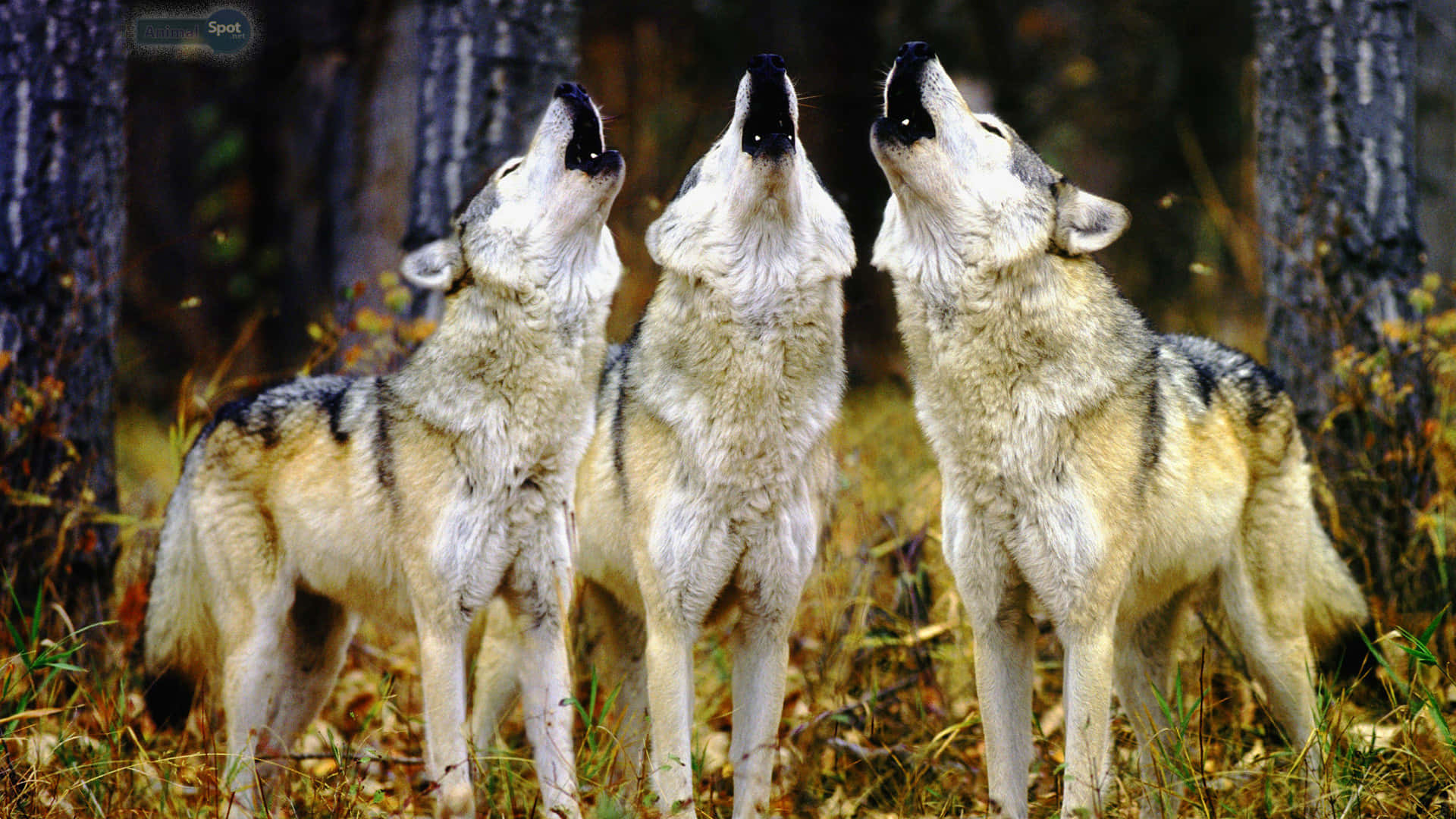 Cute Wolves 桌布 壁紙 — 三隻狼在樹木高聳、金黃秋葉的森林中齊聲向上嚎叫。