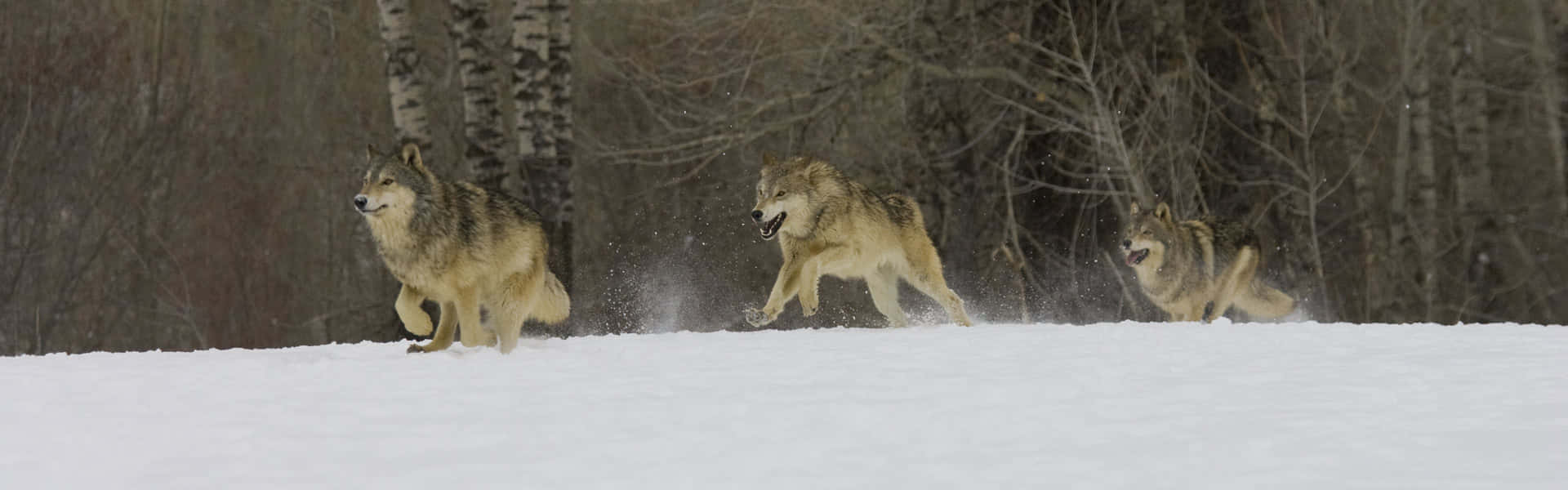 Hunting Wolves 桌布 壁紙 — 三隻狼在雪地上疾馳，踢起粉末，背景是光禿禿的樹木。