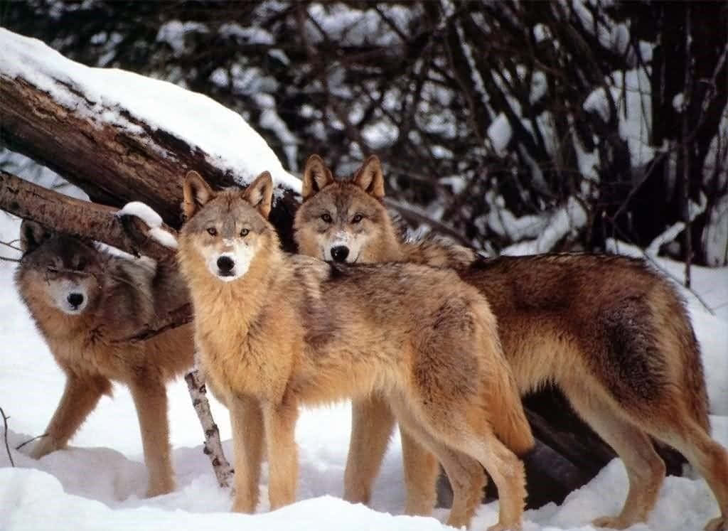Red Wolf 桌布 壁紙 — 三隻狼在雪地森林中警覺地站立，身後有被雪覆蓋的樹枝和一根倒下的圓木。