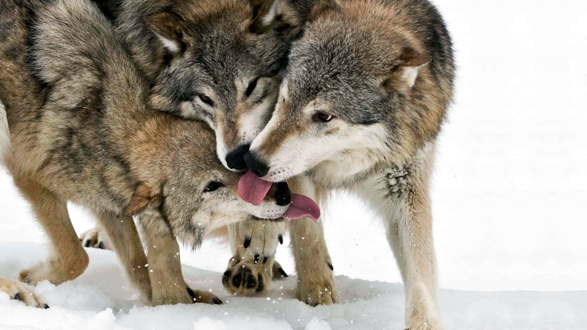 Cute Wolves 桌布 壁紙 — 三隻狼在雪白的冬日場景中互相依偎舔舐，毛髮柔軟，雪花飄落。
