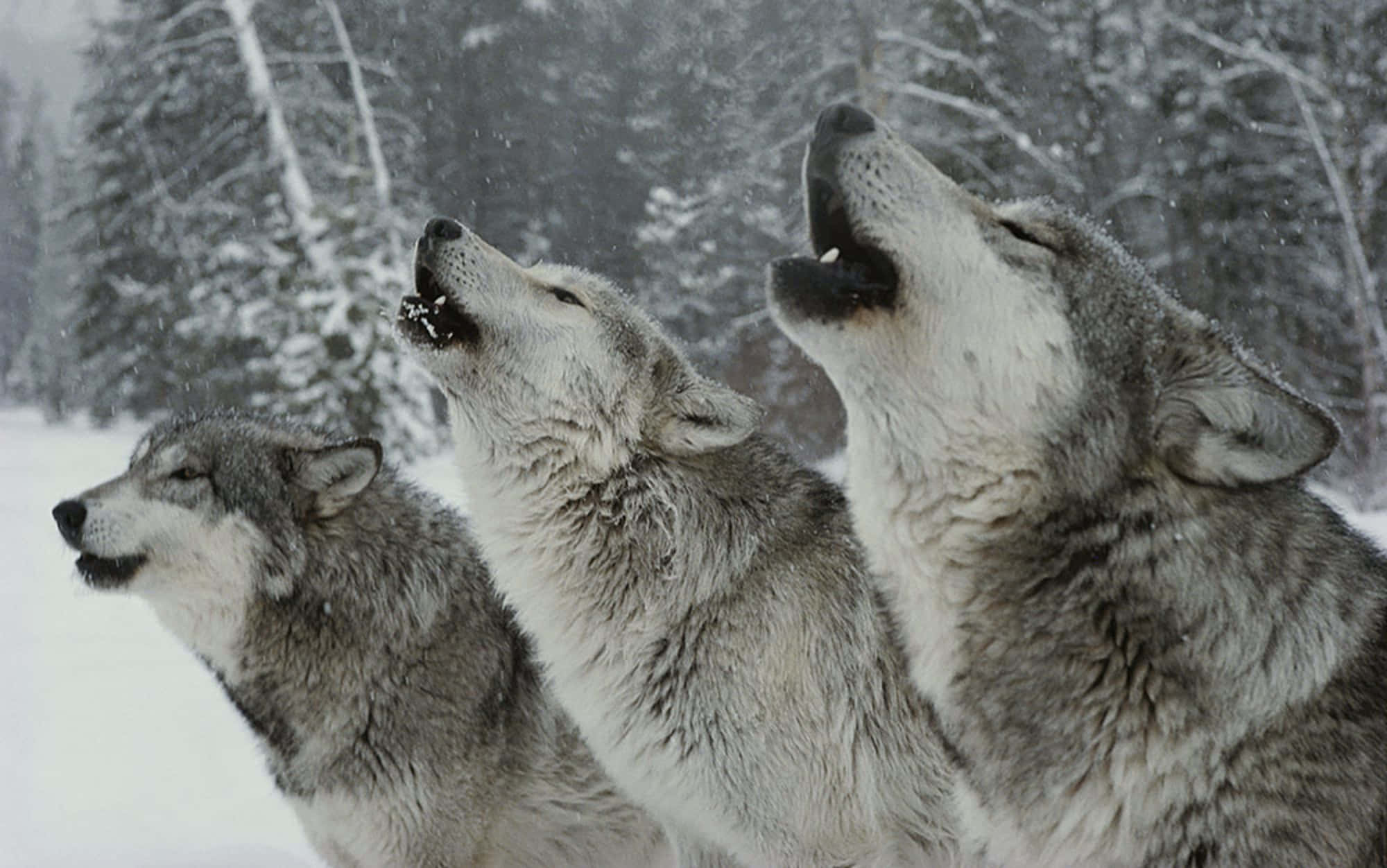 Wolf In Winter 桌布 壁紙 — 三隻狼在雪花飄揚的雪地森林背景下齊聲嚎叫。
