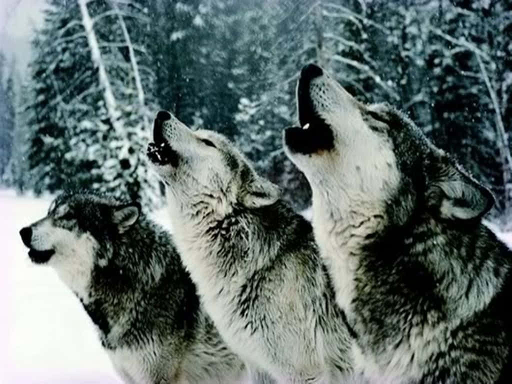 Cute Wolves 桌布 壁紙 — 三隻狼在雪花飄落的雪地森林背景下齊聲嚎叫。