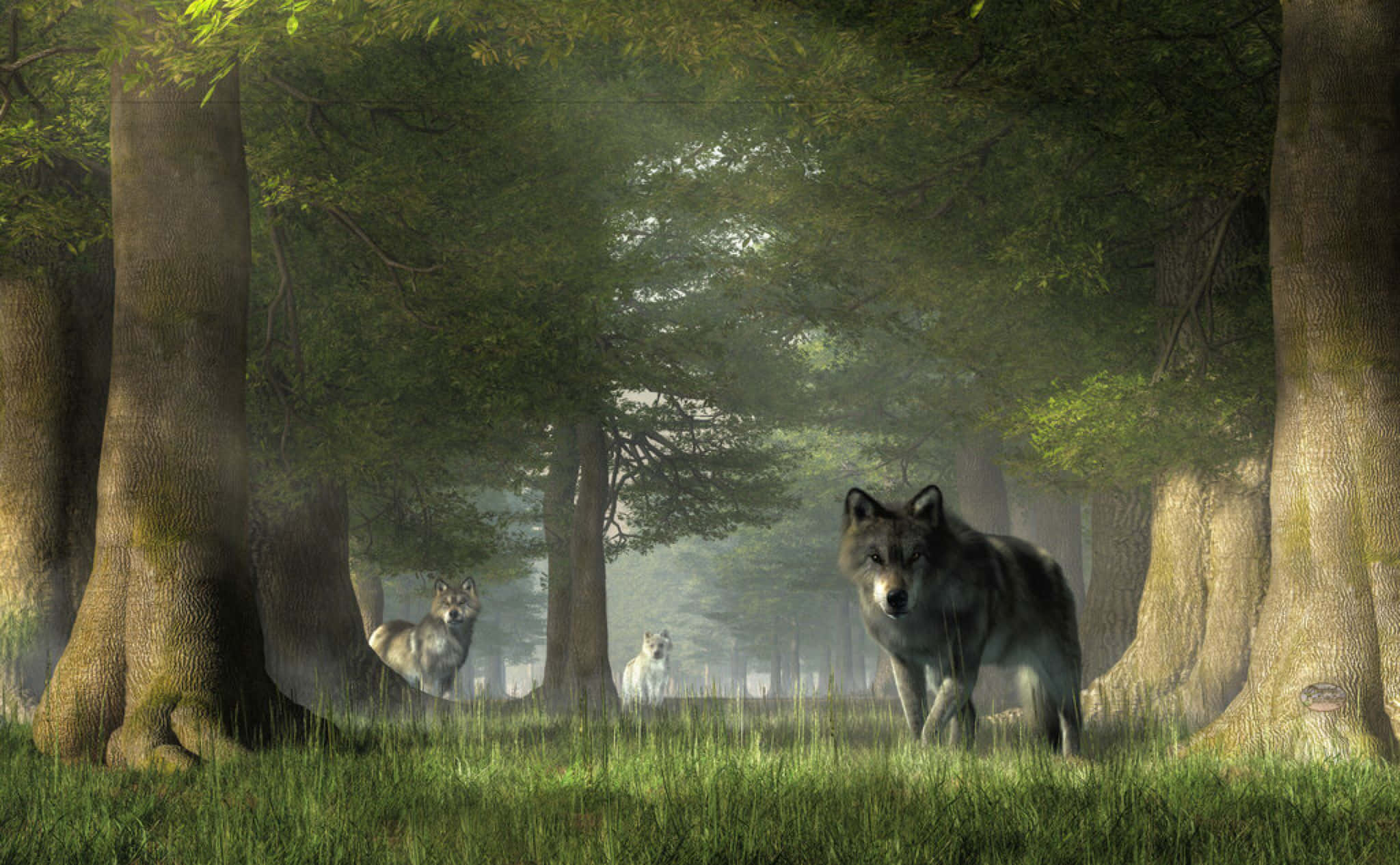 Wolf In Forest 桌布 壁紙 — 三隻狼在霧氣瀰漫、陽光明媚的森林中警覺地站立，周圍有高聳的樹木和斑駁的綠草。