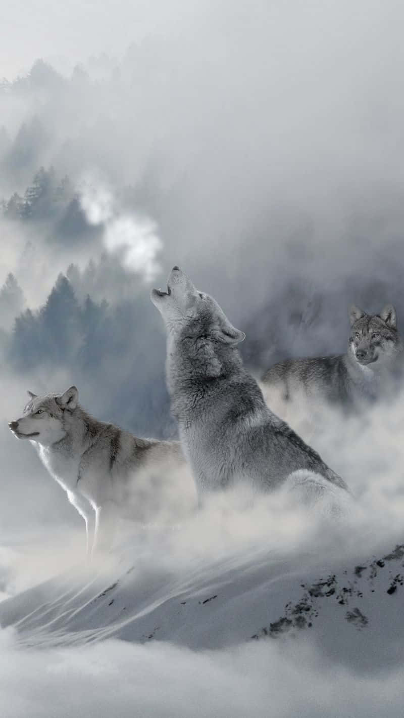 mist 桌布 壁紙 — 三隻狼站在白雪皚皚的山頂上，對著霧氣瀰漫的黎明嚎叫，背景中的松林逐漸消失。