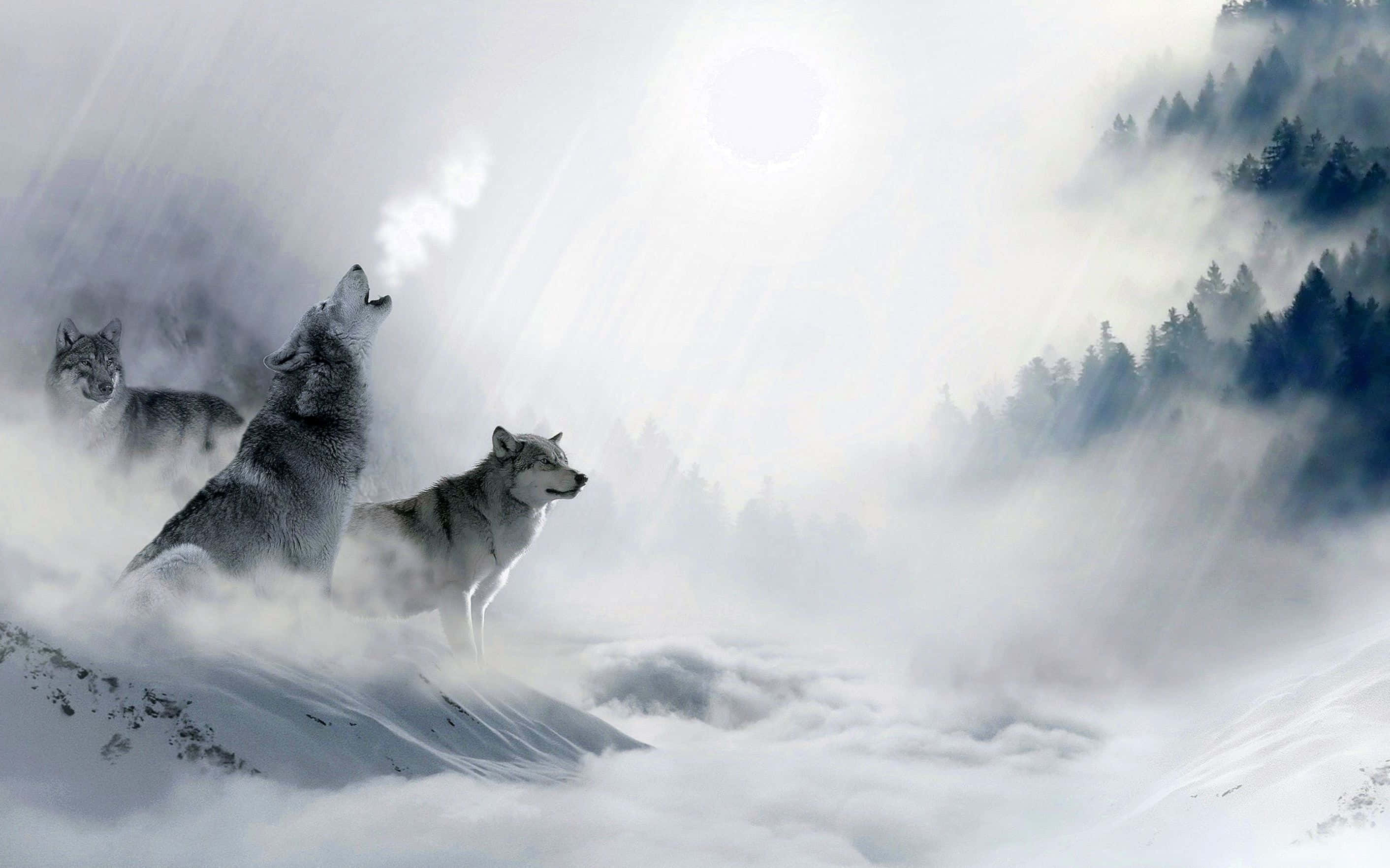 Howling Wolf 桌布 壁紙 — 三隻狼站在白雪覆蓋的山頂上，對著穿透迷霧雲層的明亮太陽嚎叫。