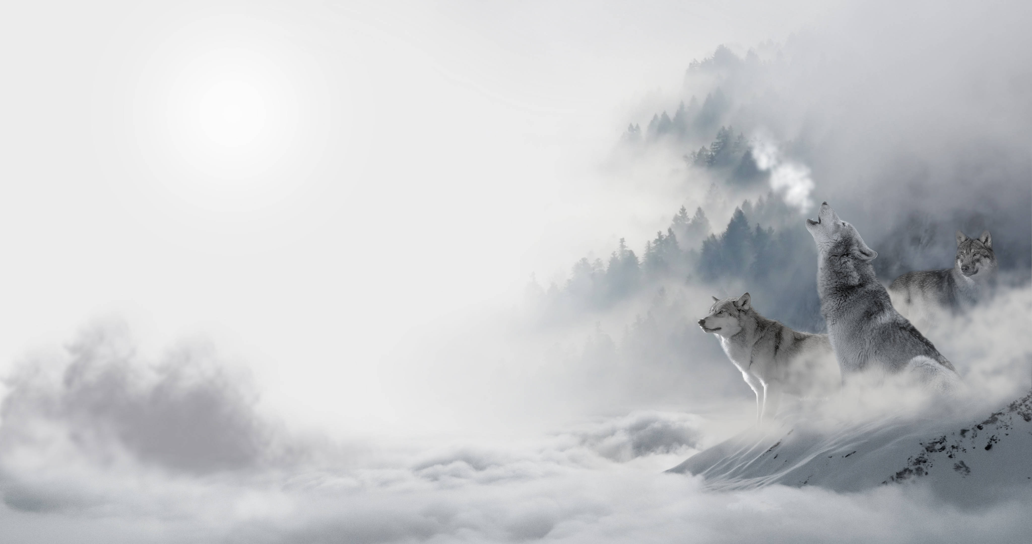 狼 桌布 壁紙 — 三隻狼站在白雪覆蓋的山頂上，雲海之上，背景是霧氣繚繞的森林。