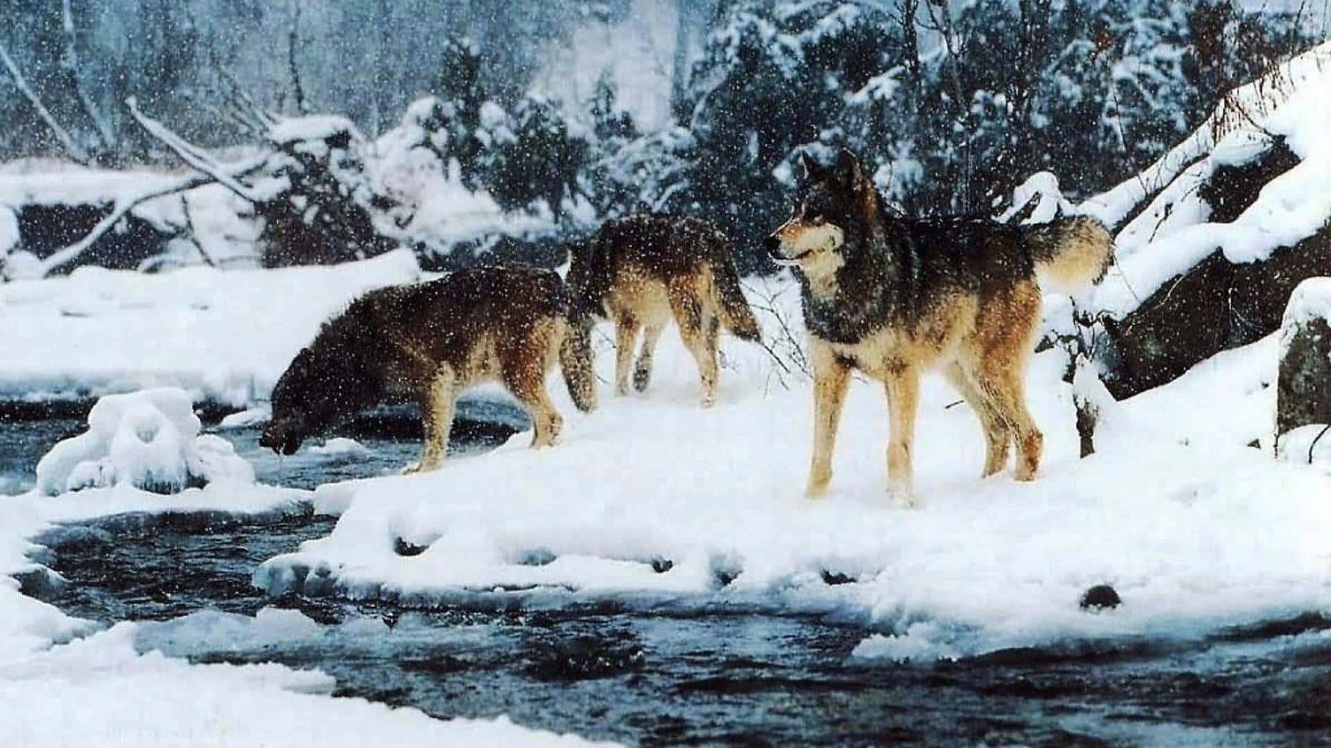animals 桌布 壁紙 — 三隻狼站在雪地森林溪流中，在飄雪下飲水。