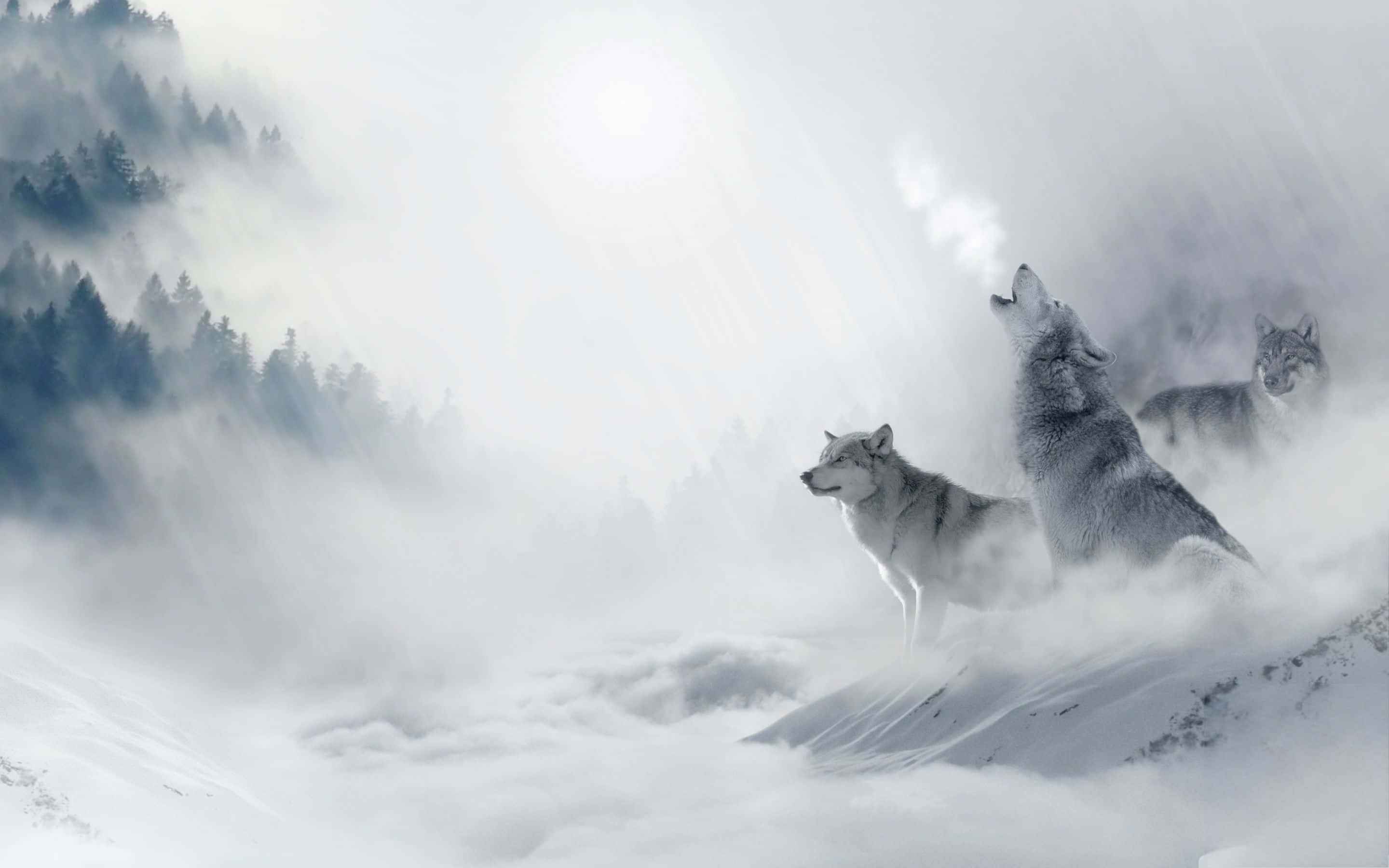 狼 桌布 壁紙 — 三隻狼站在霧氣瀰漫的冬季森林中白雪覆蓋的山脊上，其中一隻對著太陽嚎叫。