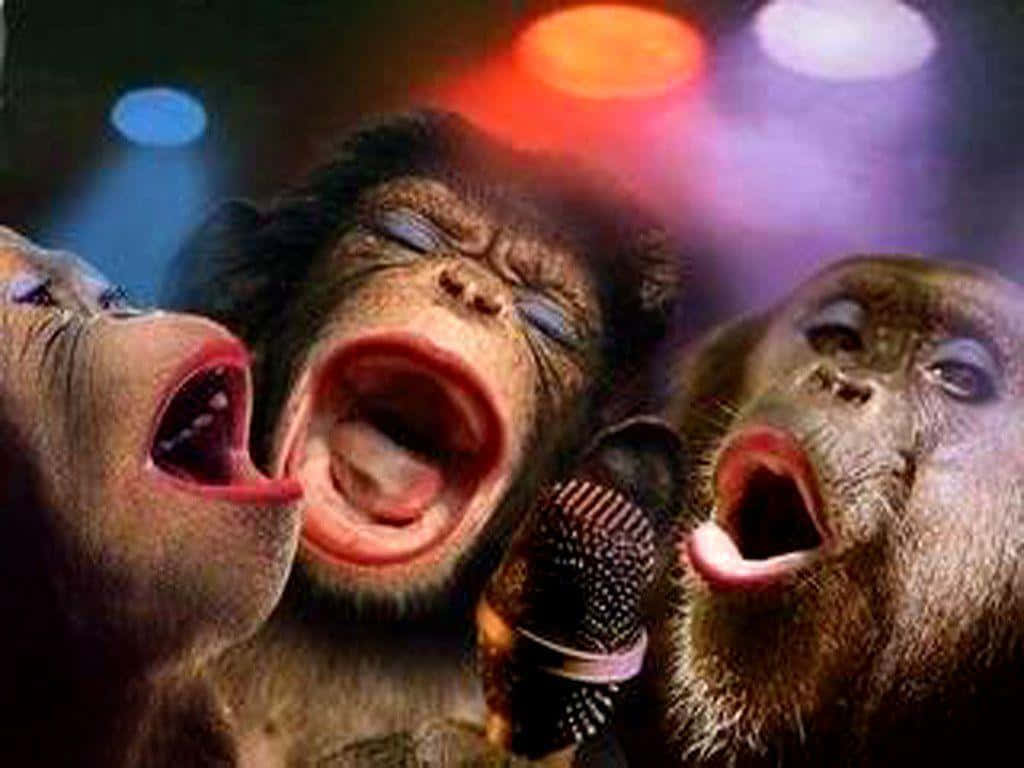 Funny Monkey 桌布 壁紙 — 三隻猴子張大嘴巴在五彩繽紛的舞台燈光下對著麥克風唱歌。