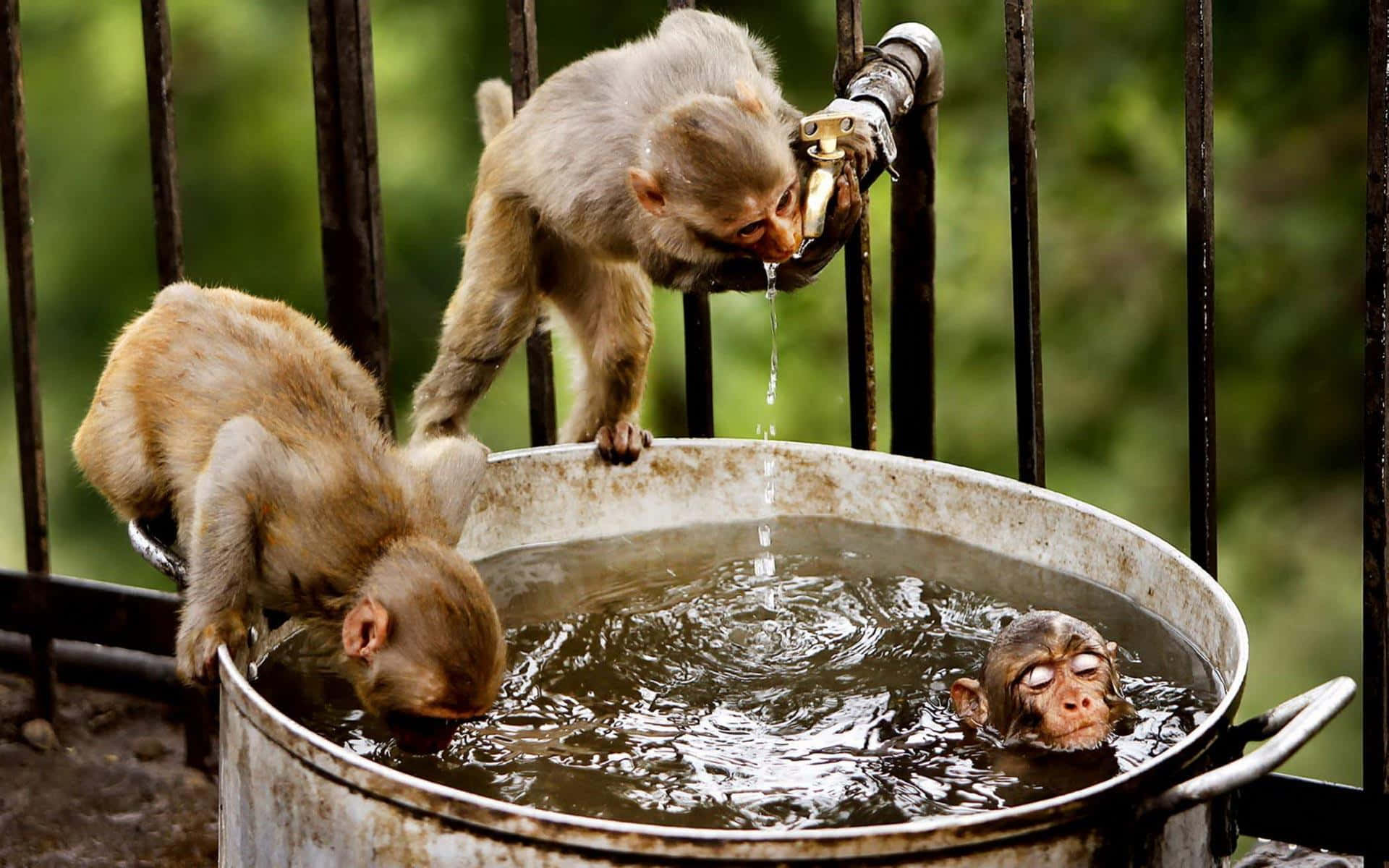 Funny Monkey 桌布 壁紙 — 三隻猴子與一個生鏽的金屬桶互動，一隻從水龍頭喝水，另一隻把頭浸入，第三隻閉著眼睛漂浮。