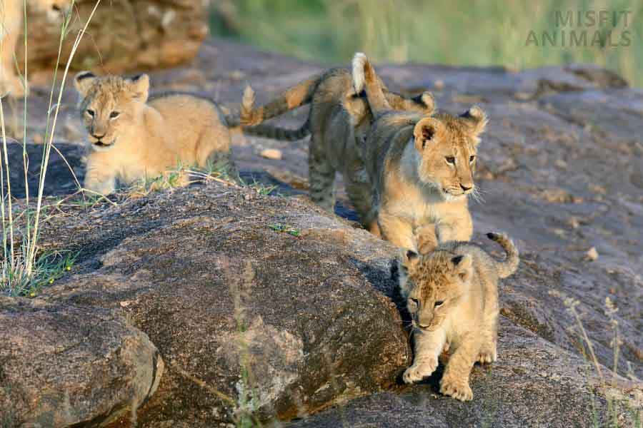 Baby Lion 桌布 壁紙 — 三隻獅子幼崽在陽光普照的岩石地形上探索，帶著好奇的表情和嬉戲的姿態。