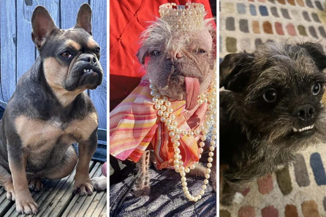 Dogs 桌布 壁紙 — 三隻獨特的狗，每隻都有獨特的姿勢和服裝，包括一隻戴著王冠、戴著珍珠的鬥牛犬和一隻在圖案地毯上咧嘴笑的㹴犬。