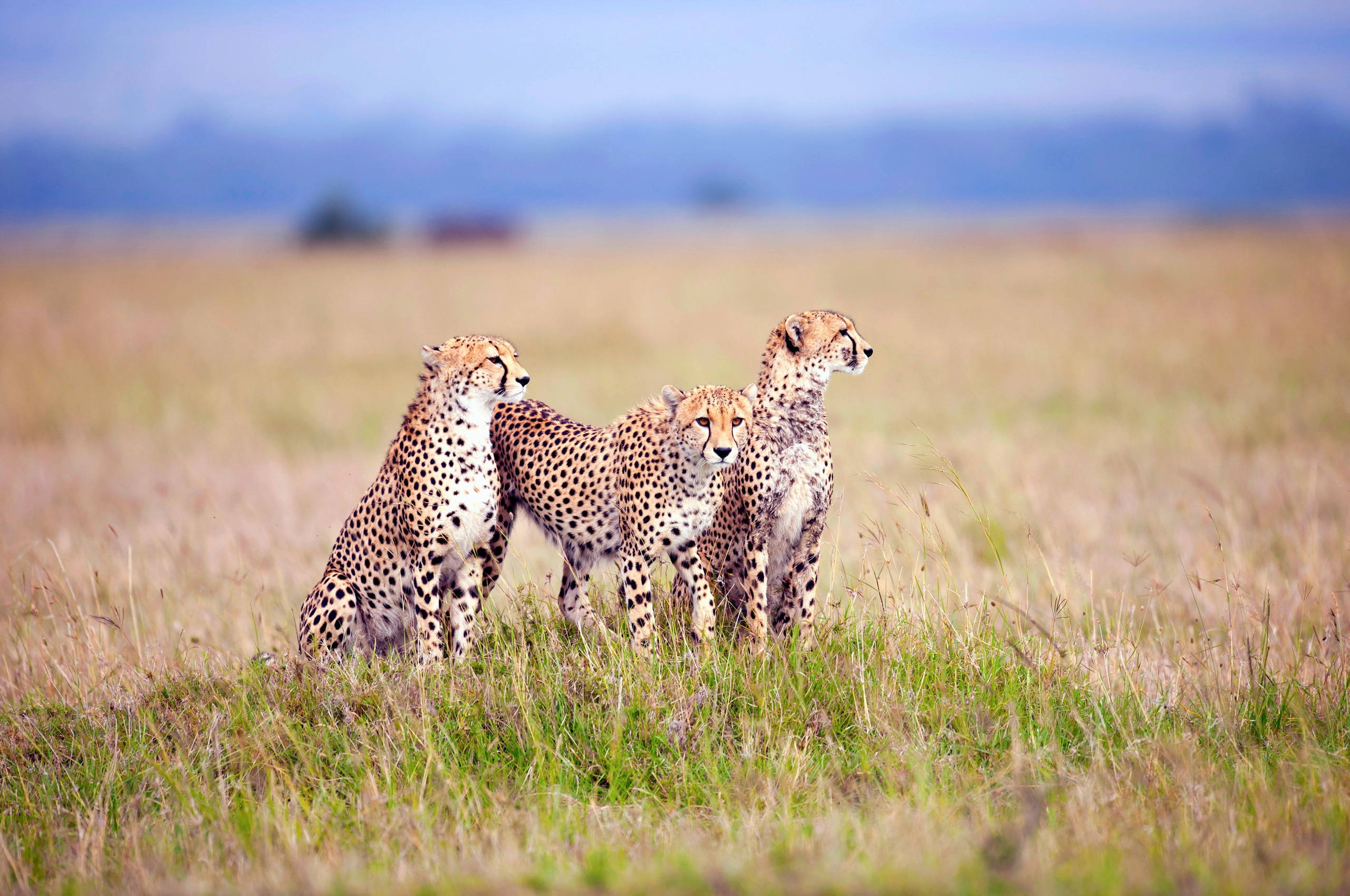 Cheetah 桌布 壁紙 — 三隻獵豹在開闊的稀樹草原上，在朦朧的藍天下，警覺地站在高高的金色草叢中。