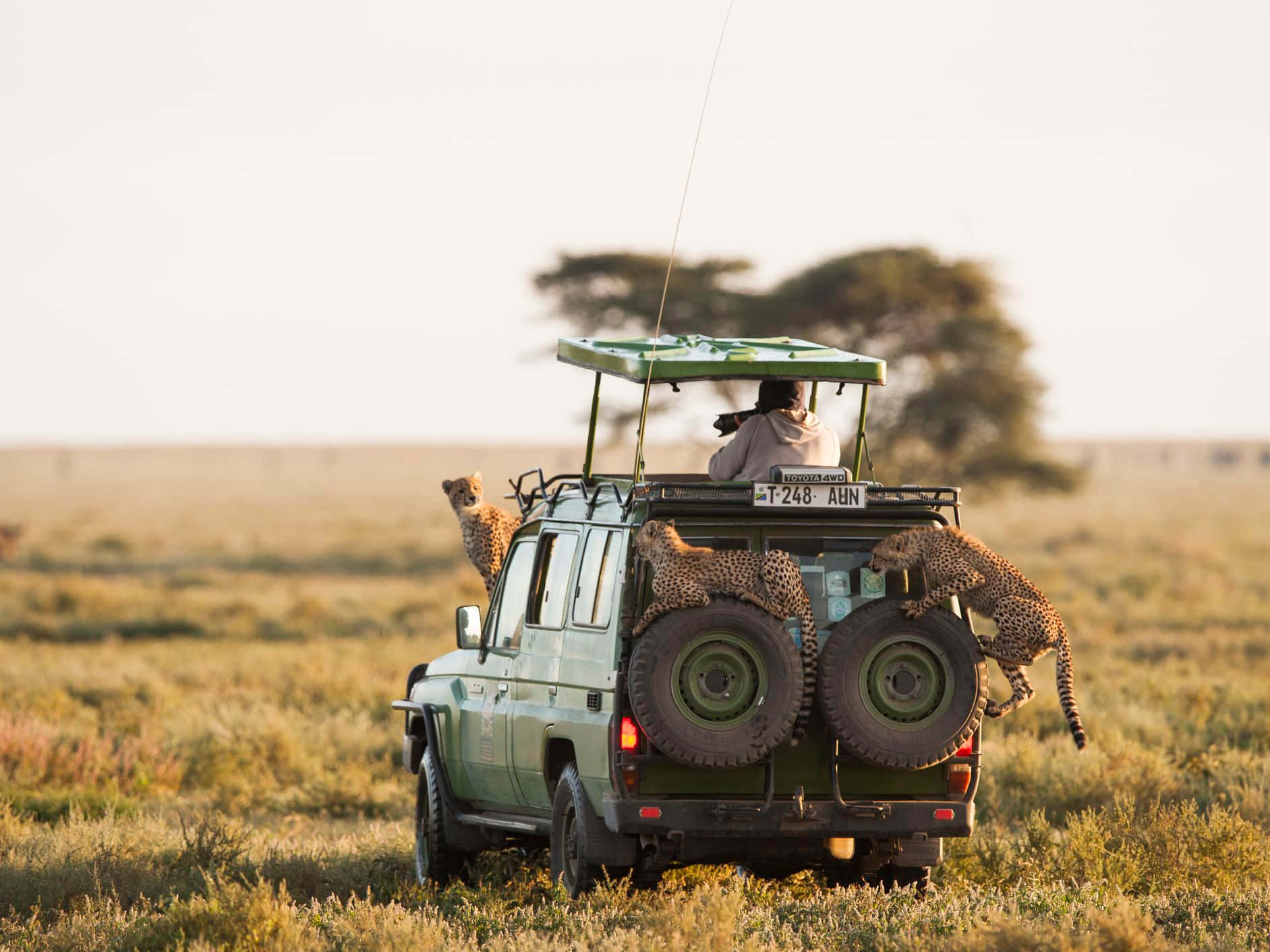 Tanzania 桌布 壁紙 — 三隻獵豹棲息在一輛野生動物觀光車頂上，身處金色稀樹草原，一位攝影師捕捉了這一刻。