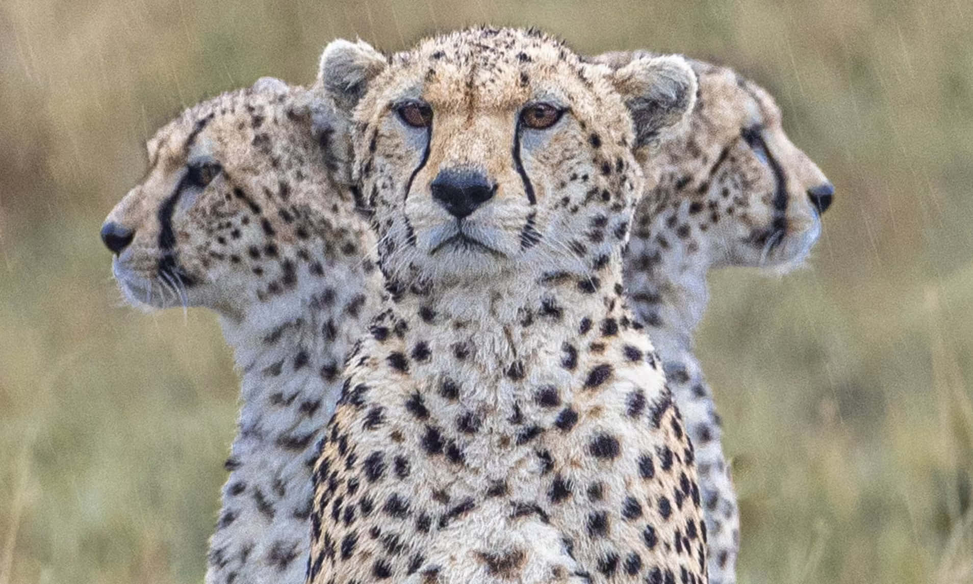 Cheetah 桌布 壁紙 — 三隻獵豹警覺地站在高草中，一隻直視前方，兩隻側視，處於自然大草原環境。