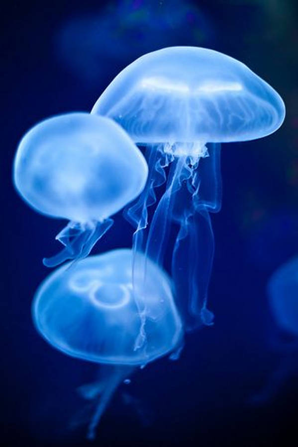 dark blue aesthetic tumblr 桌布 壁紙 — 三隻發光的藍色水母在深海黑暗中優雅地漂流，帶有飄渺半透明的傘狀體和拖曳的觸手。