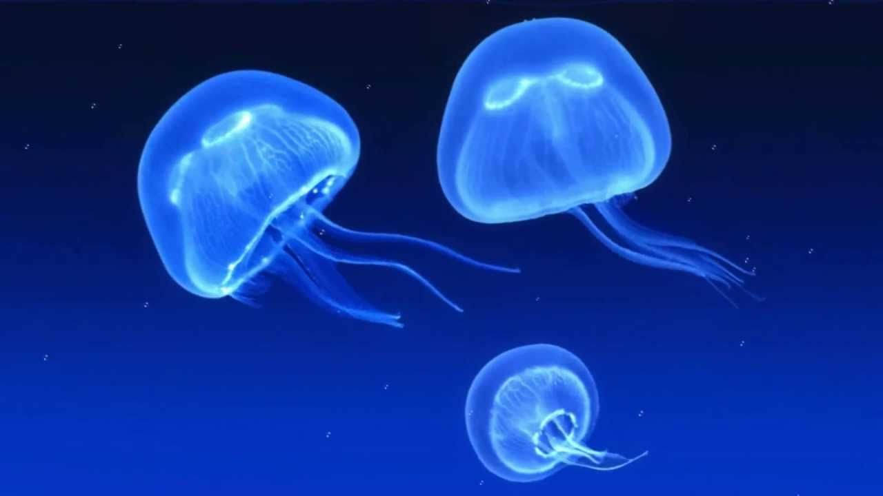 水母 桌布 壁紙 — 三隻發光藍色水母在星狀斑點下優雅地飄過深海。