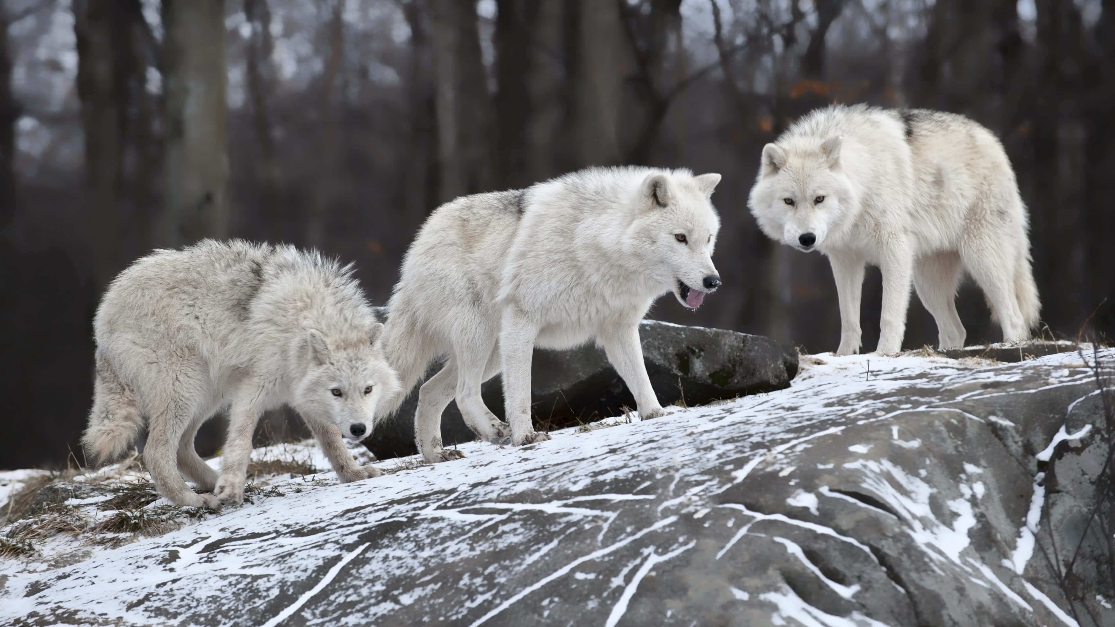Arctic Wolf 桌布 壁紙 — 三隻白狼在霧氣瀰漫的冬季森林中，警覺地站在灑滿雪花的岩石露頭上。