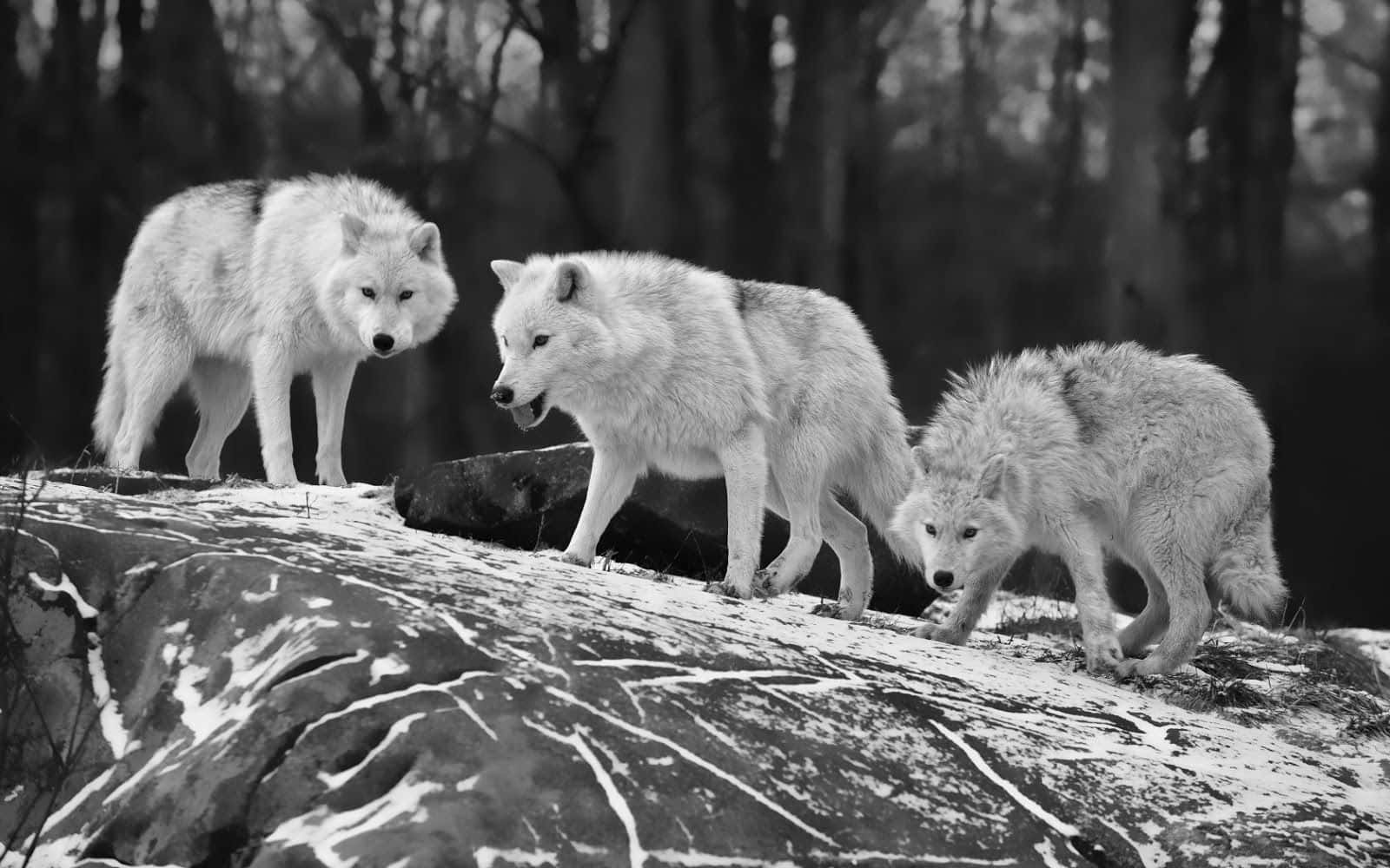 Black And White Animal 桌布 壁紙 — 三隻白狼警覺地站在灑滿雪花的岩石上，構成鮮明的黑白森林場景。