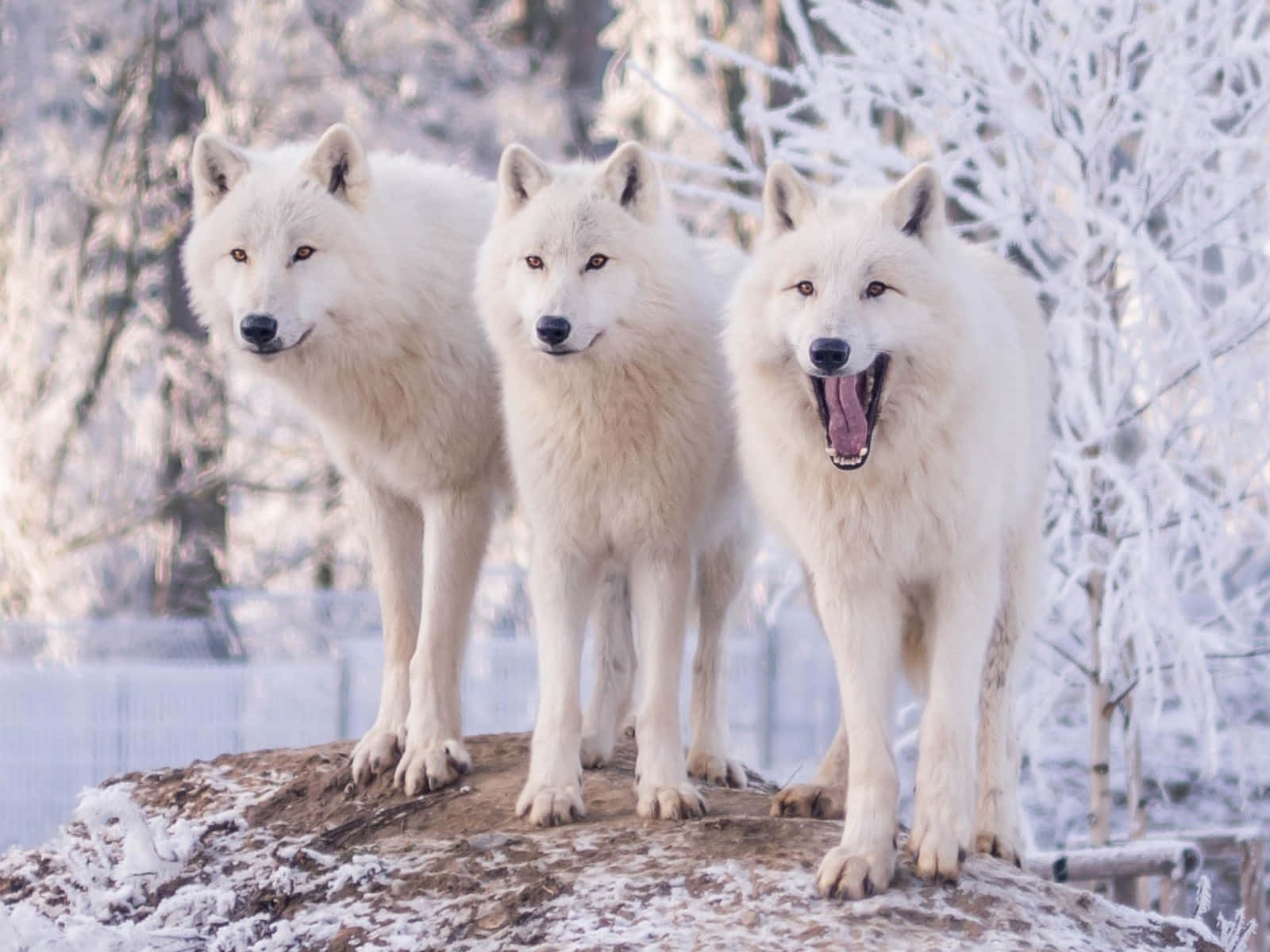 Wolf In Winter 桌布 壁紙 — 三隻白狼警覺地站在雪岩上，身後是冬季覆蓋霜凍的樹木。
