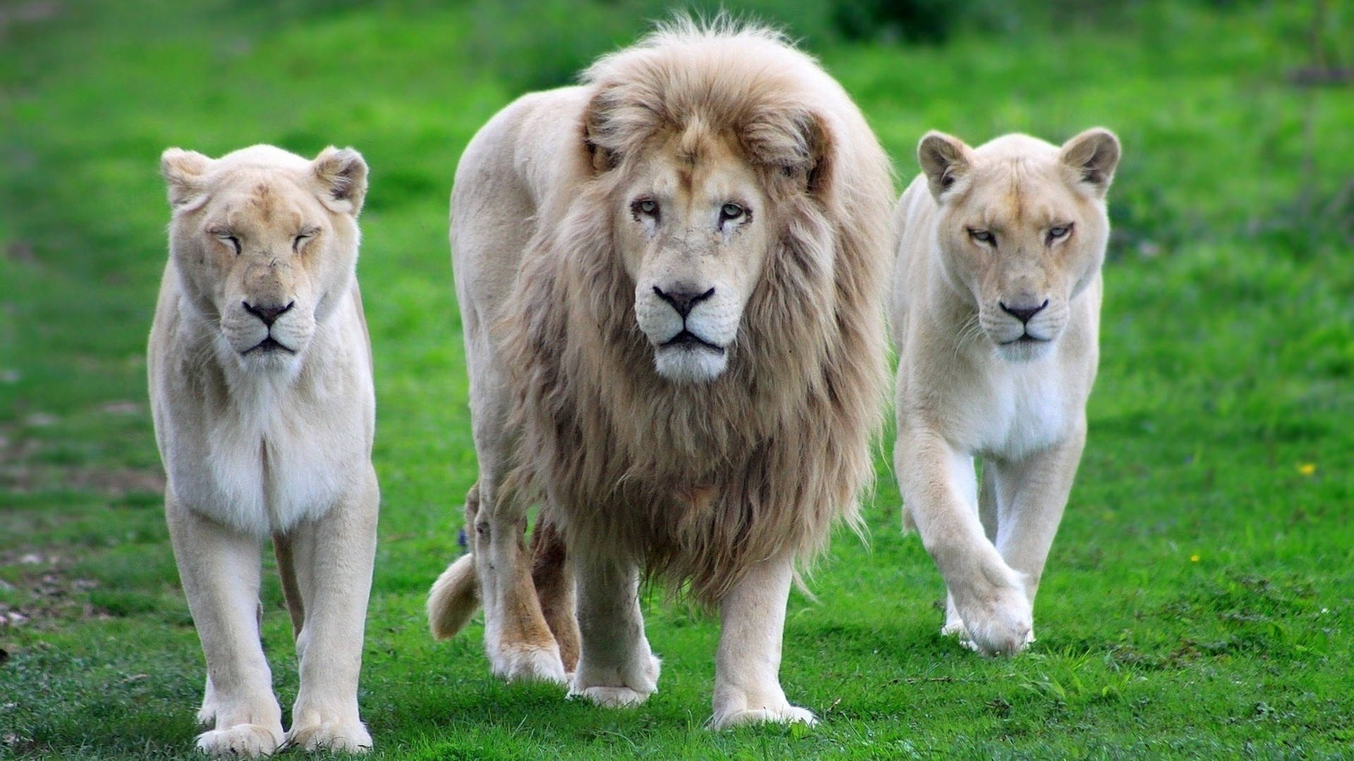 White Lion 桌布 壁紙 — 三隻白獅在明亮的日光下自信地走過一片茂密的綠色田野。