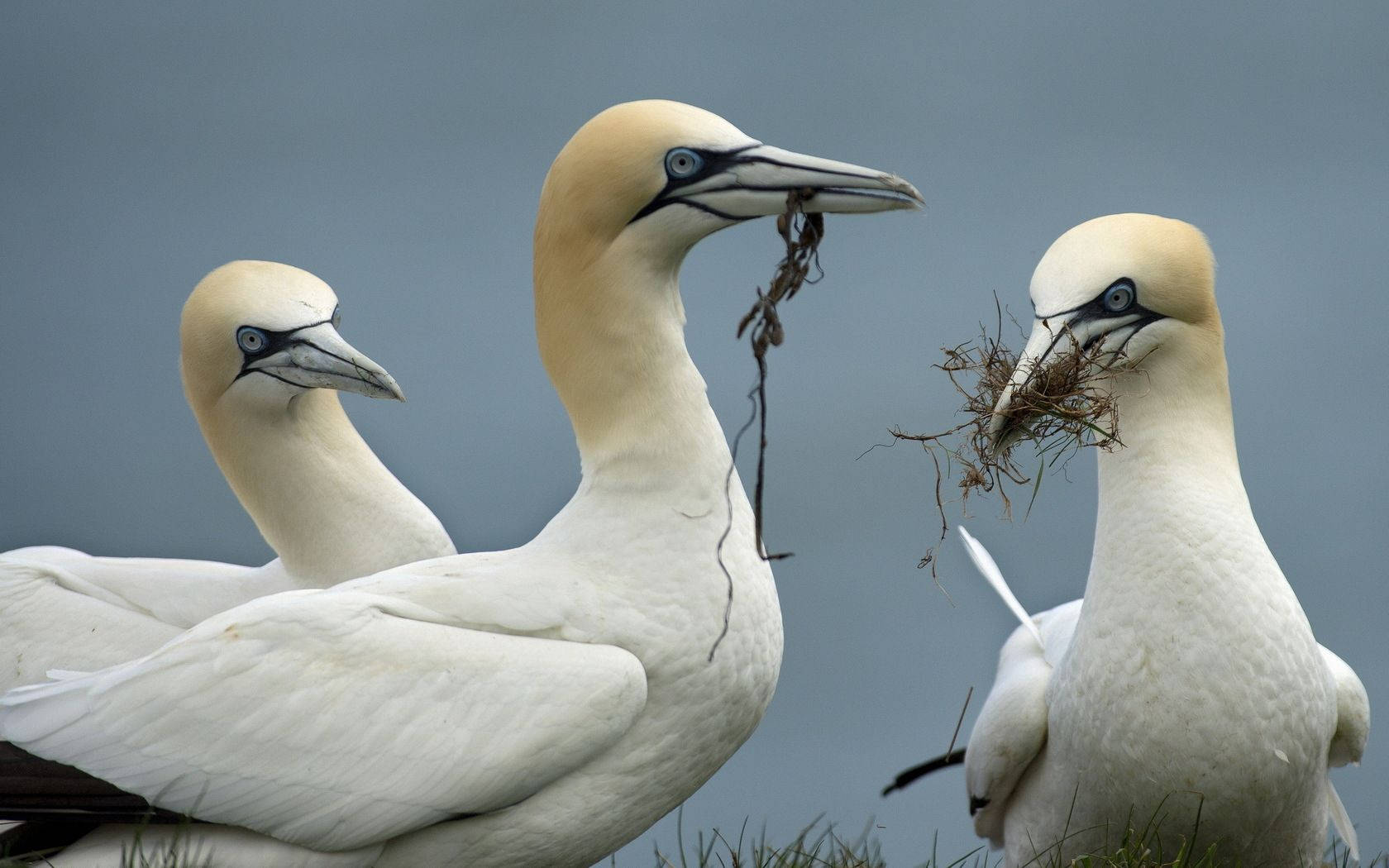birds 桌布 壁紙 — 三隻白羽黑臉的塘鵝在柔和的灰色天空下攜帶草狀築巢材料。