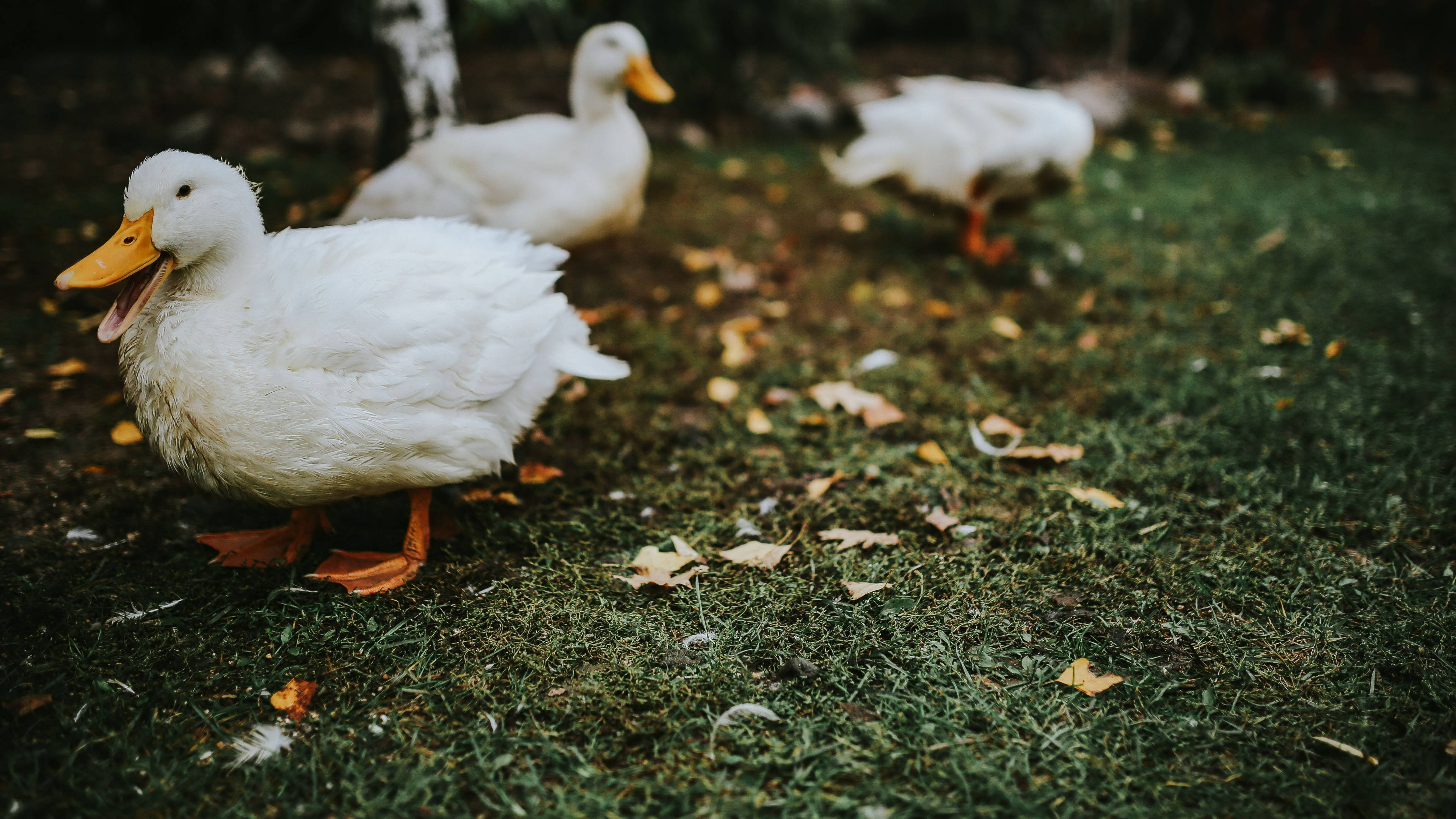 White Duck 桌布 壁紙 — 三隻白色鴨子，橙色喙和腳，在散落著秋天落葉的草地上漫步。