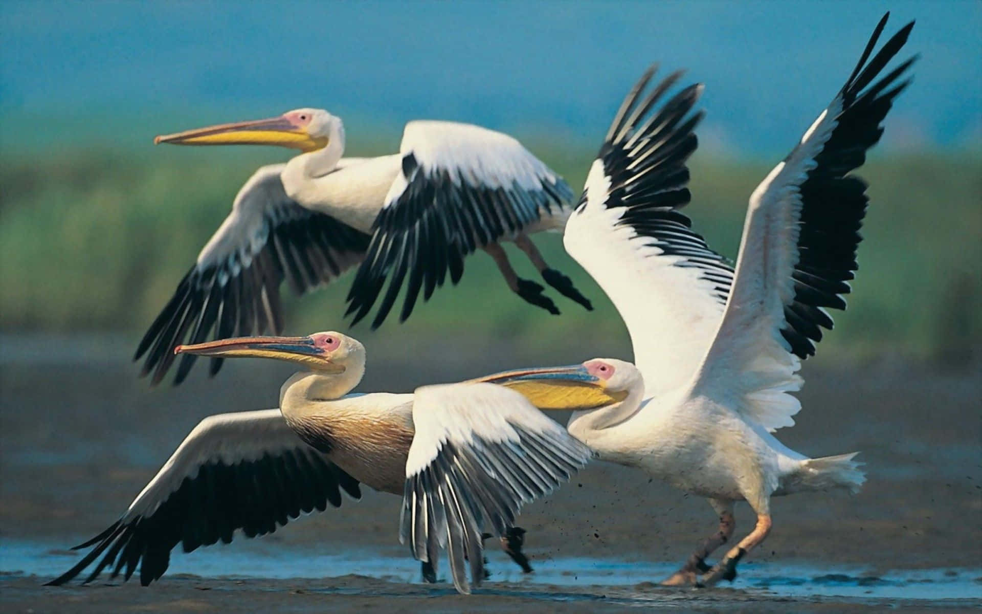 Pelicans 桌布 壁紙 — 三隻白身黑翼尖的鵜鶘在柔和的藍綠色背景下，優雅地在淺水上翱翔和降落。