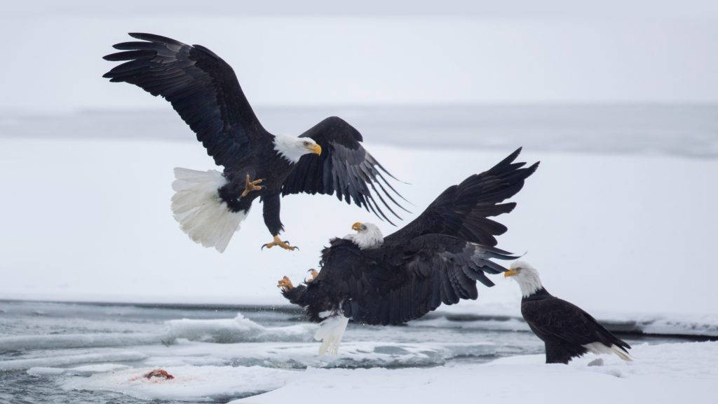 birds 桌布 壁紙 — 三隻白頭鷹在灰色天空下，在冰凍的水面上激烈爭奪一條魚。