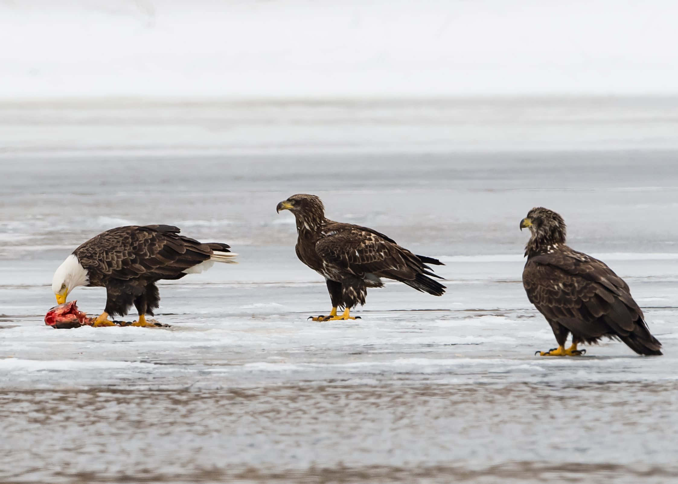 Young Eagle 桌布 壁紙 — 三隻白頭鷹站在冰封的海岸上，一隻正在吃紅魚，另外兩隻在灰色冬季背景下警覺地觀望。