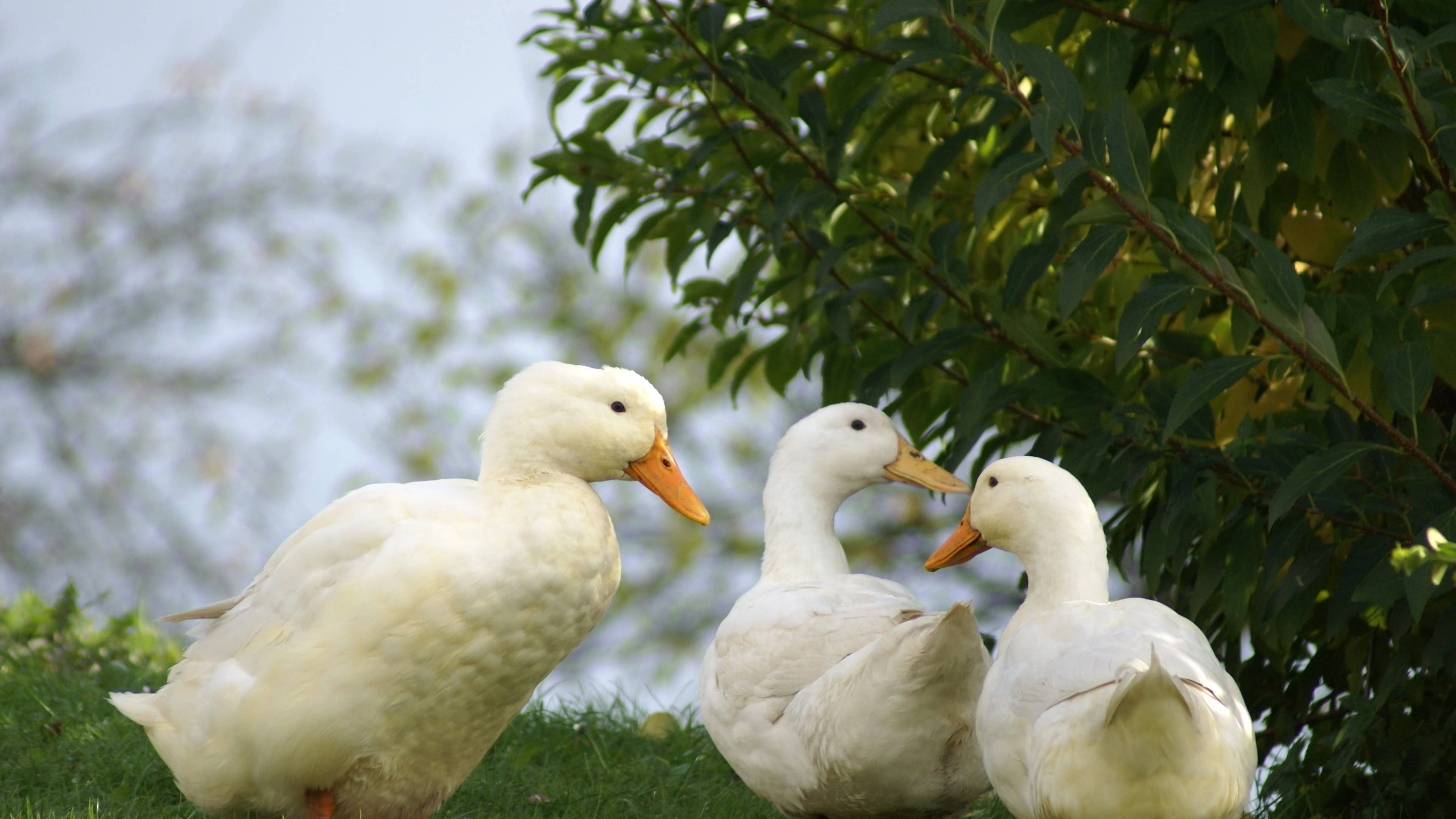 White Duck 桌布 壁紙 — 三隻白鴨站在草地上，頭上是茂密的綠色樹枝，光線柔和。