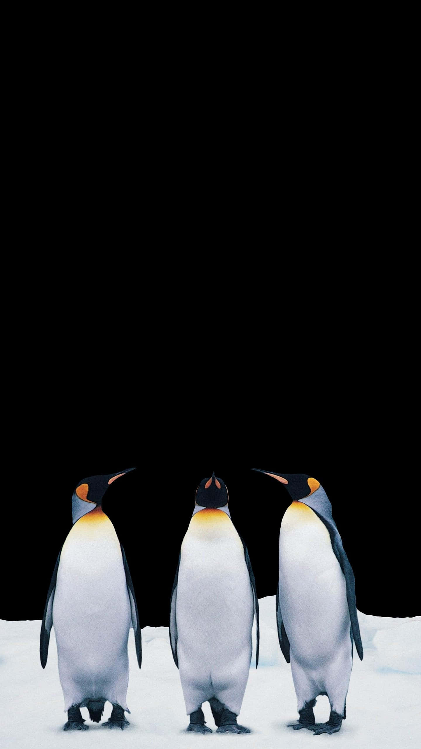 AMOLED 桌布 壁紙 — 三隻皇帝企鵝在雪地上排成一列，以純黑背景襯托，橙黃色的脖子閃閃發光。