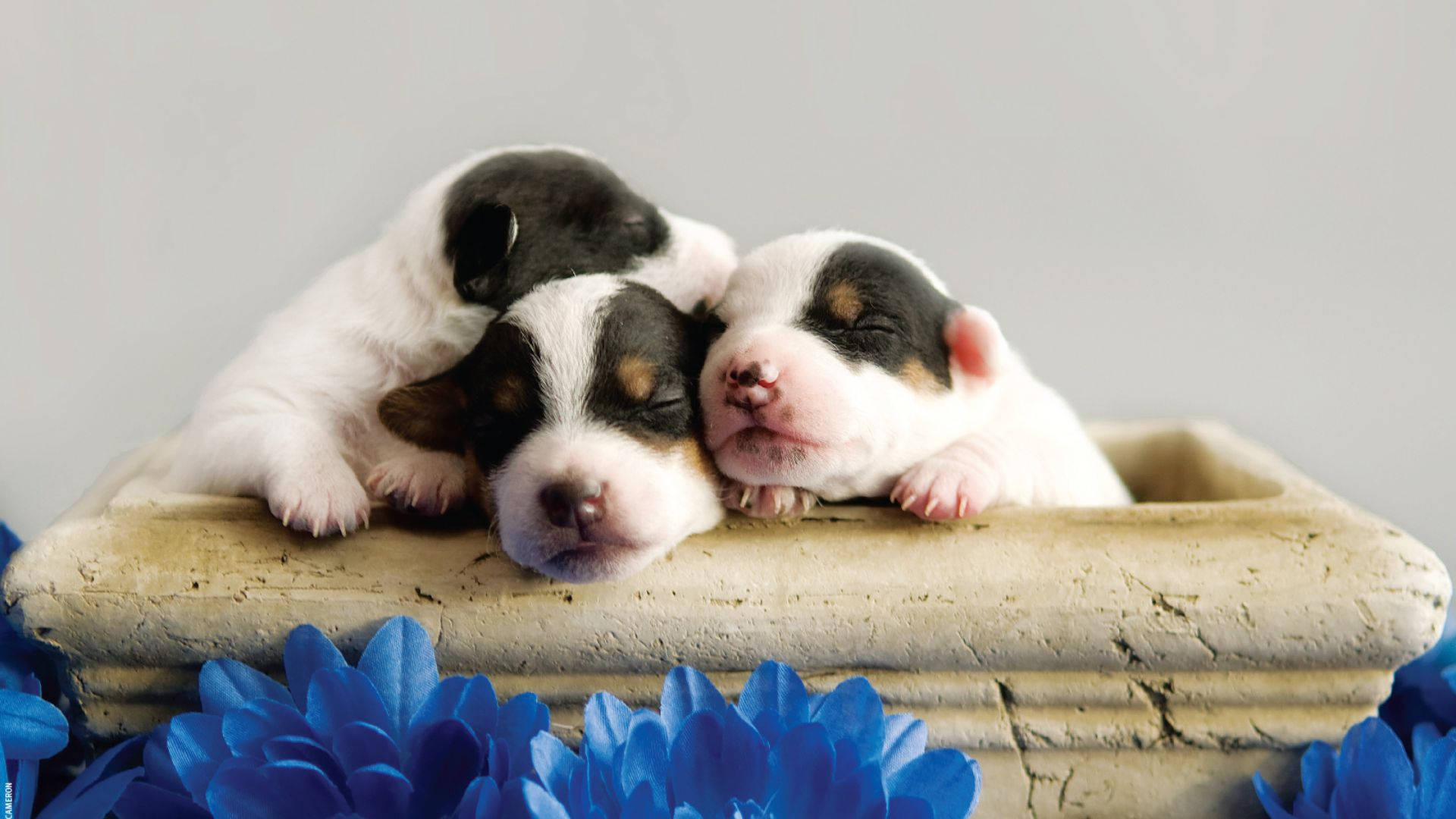 Puppies 桌布 壁紙 — 三隻睡眼惺忪的三色小狗在一個石花盆裡依偎在一起，周圍是鮮豔的藍色花朵。