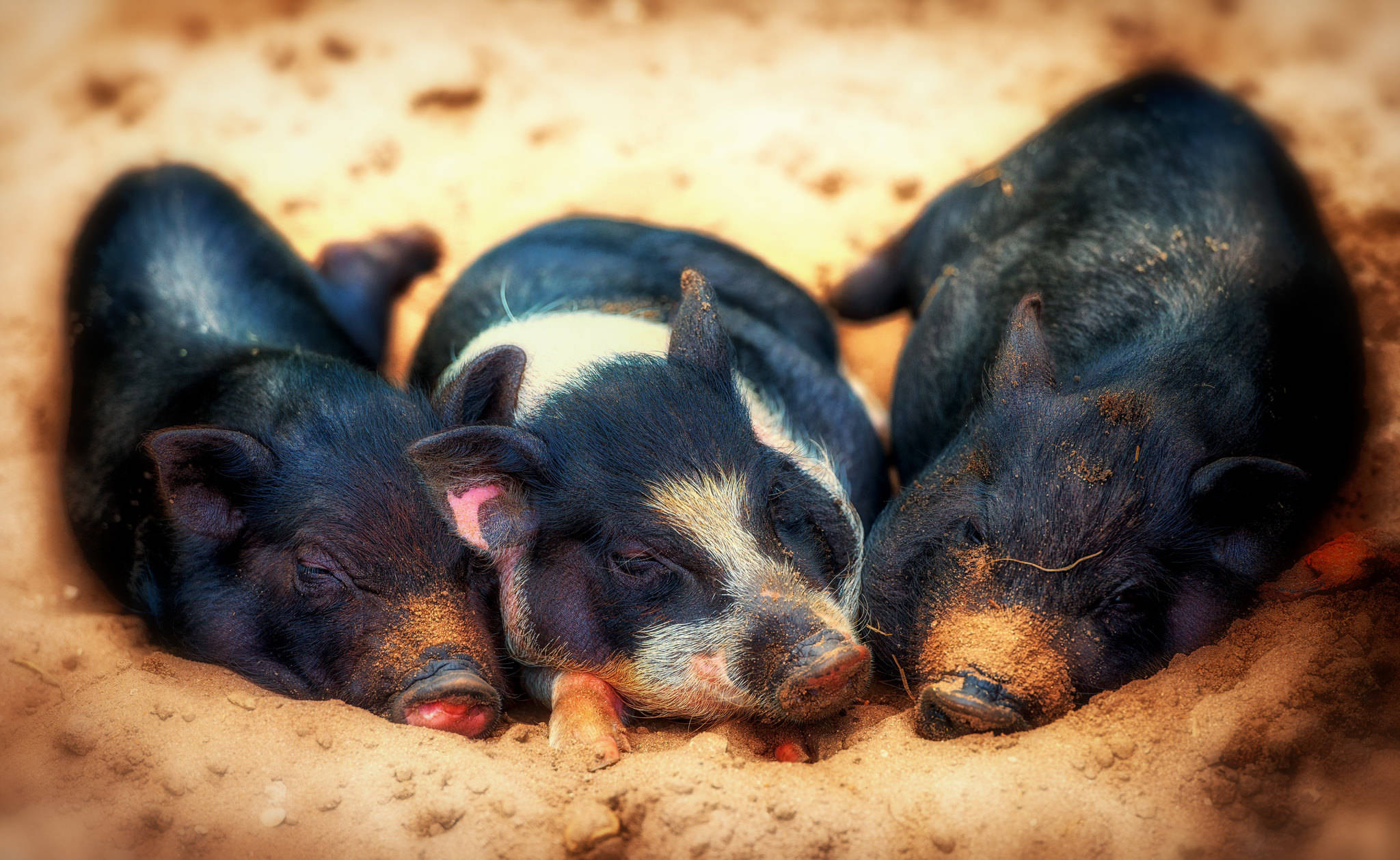 Pig 桌布 壁紙 — 三隻睡眼惺忪的黑色小豬，粉紅色的鼻子，在溫暖的沙土中蜷縮休息，沐浴在柔和的金色光線下。