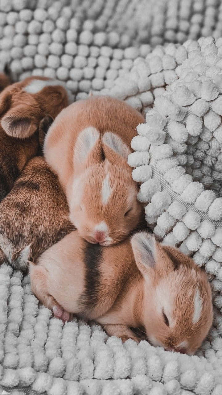 Aesthetic Animals 桌布 壁紙 — 三隻睡著的兔寶寶依偎在柔軟的白色紋理毛毯上。