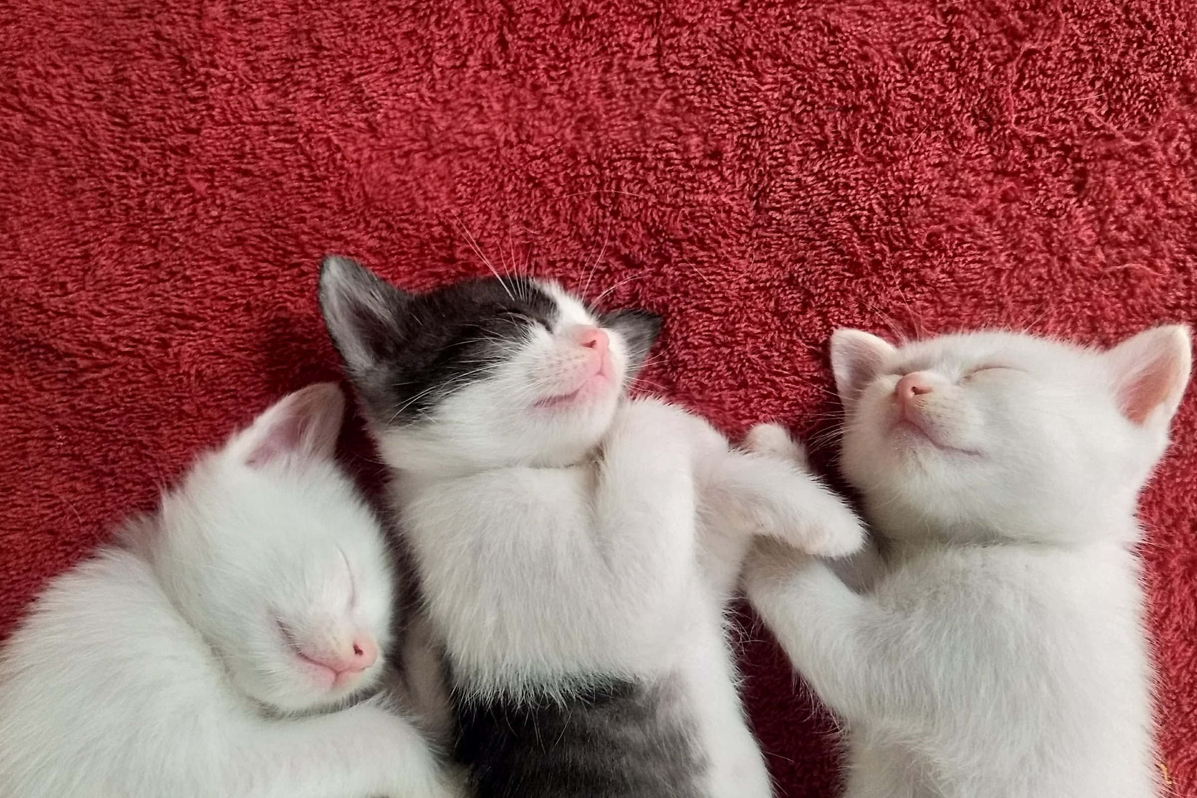 sleeping cat 桌布 壁紙 — 三隻睡著的小貓咪依偎在一起，躺在柔軟的紅色毯子上，一隻黑白相間，一隻白色，一隻全白