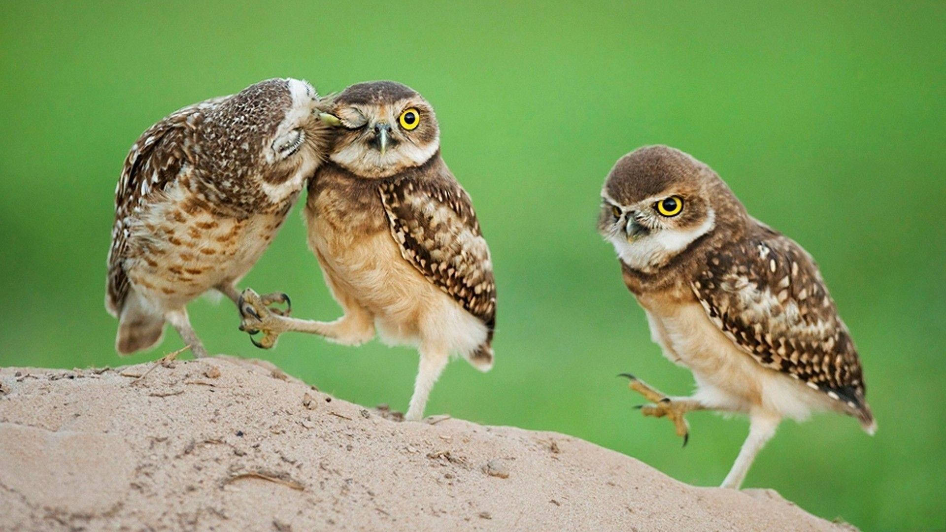 Baby Owl 桌布 壁紙 — 三隻穴鴞在沙丘上互動，一隻依偎著另一隻，背景是柔和的綠色。