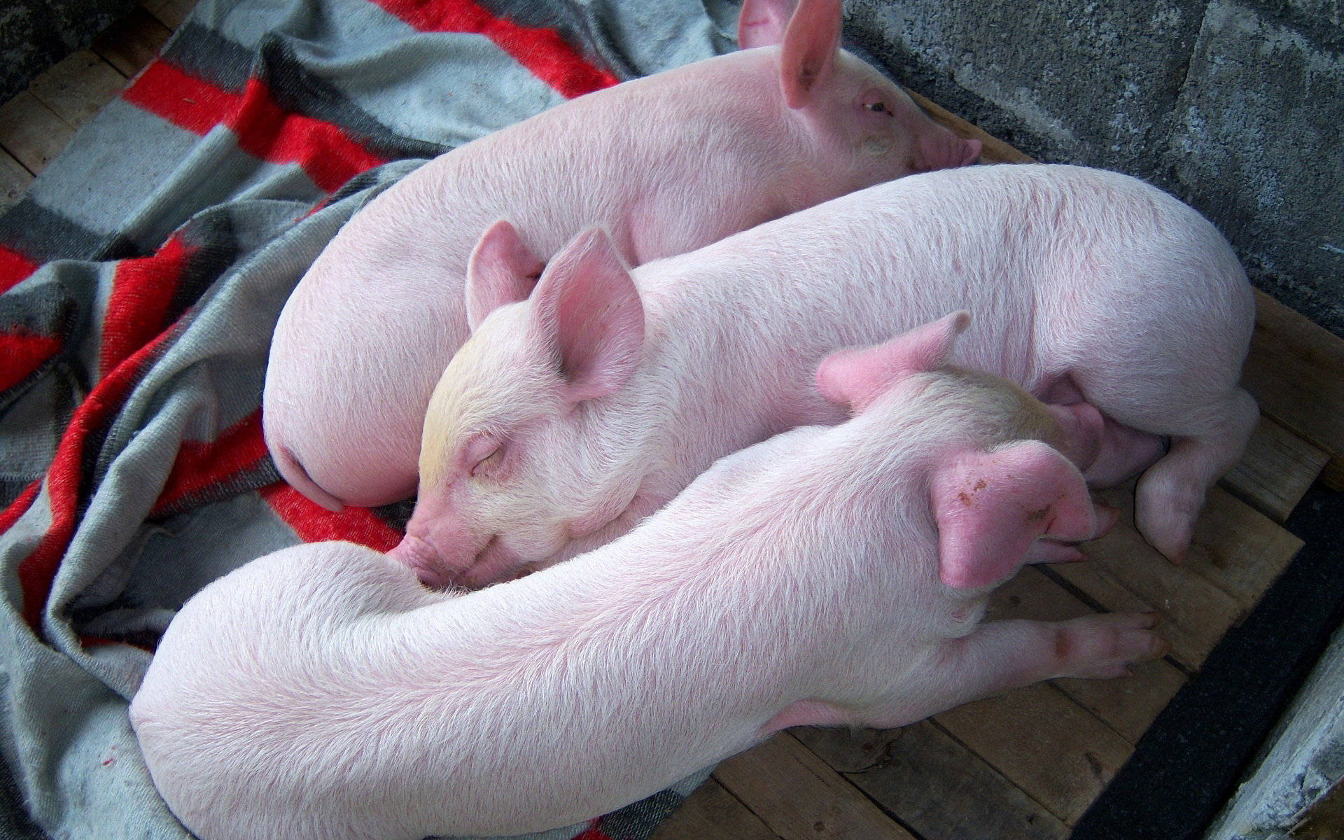 Pig 桌布 壁紙 — 三隻粉紅色小豬蜷縮在木地板上，旁邊有一條紅灰色毯子，一起睡覺。