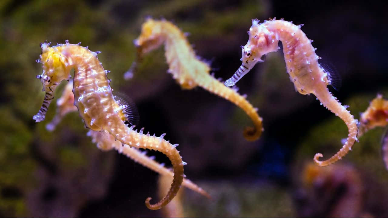 海馬 桌布 壁紙 — 三隻精緻的海馬優雅地彎曲穿過渾濁的綠色海水，柔和的光線突顯了它們多刺的紋理。