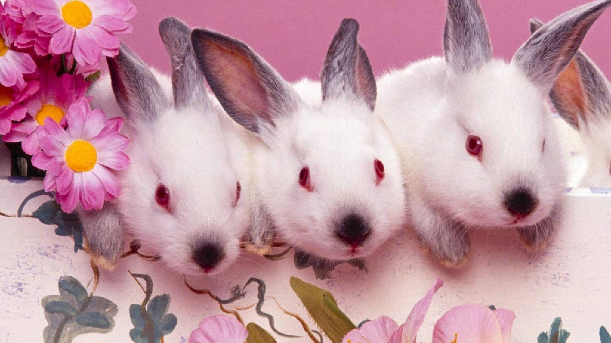 Cute Easter 桌布 壁紙 — 三隻紅眼白兔從花卉圖案表面探出頭來，旁邊有粉紅雛菊，襯以柔和粉紅背景。