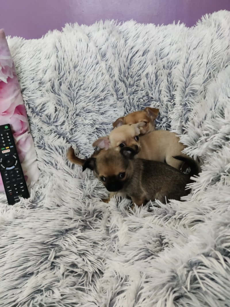 Teacup Chihuahua 桌布 壁紙 — 三隻細小的吉娃娃幼犬在遙控器旁邊的 fluffy 白色毛毯上依偎在一起。