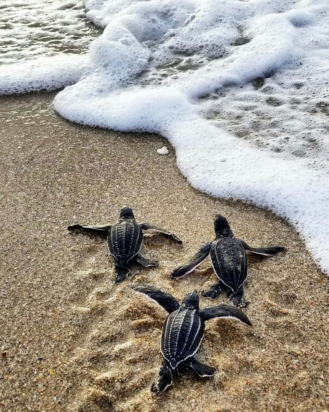 Cute Sea 桌布 壁紙 — 三隻細小的海龜寶寶爬向海洋，溫柔的海浪在沙灘上翻滾。