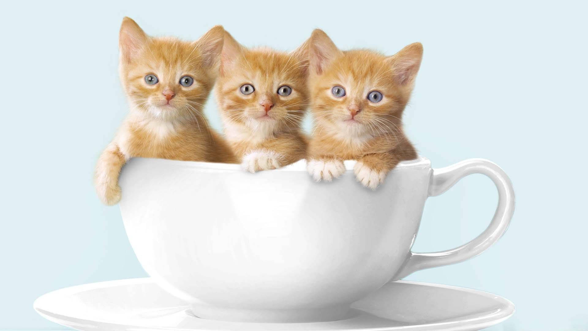 Beautiful Cats 桌布 壁紙 — 三隻細小的薑黃色小貓，有著大大的藍色眼睛，在柔軟藍色背景的碟子上白色茶杯邊緣偷看。