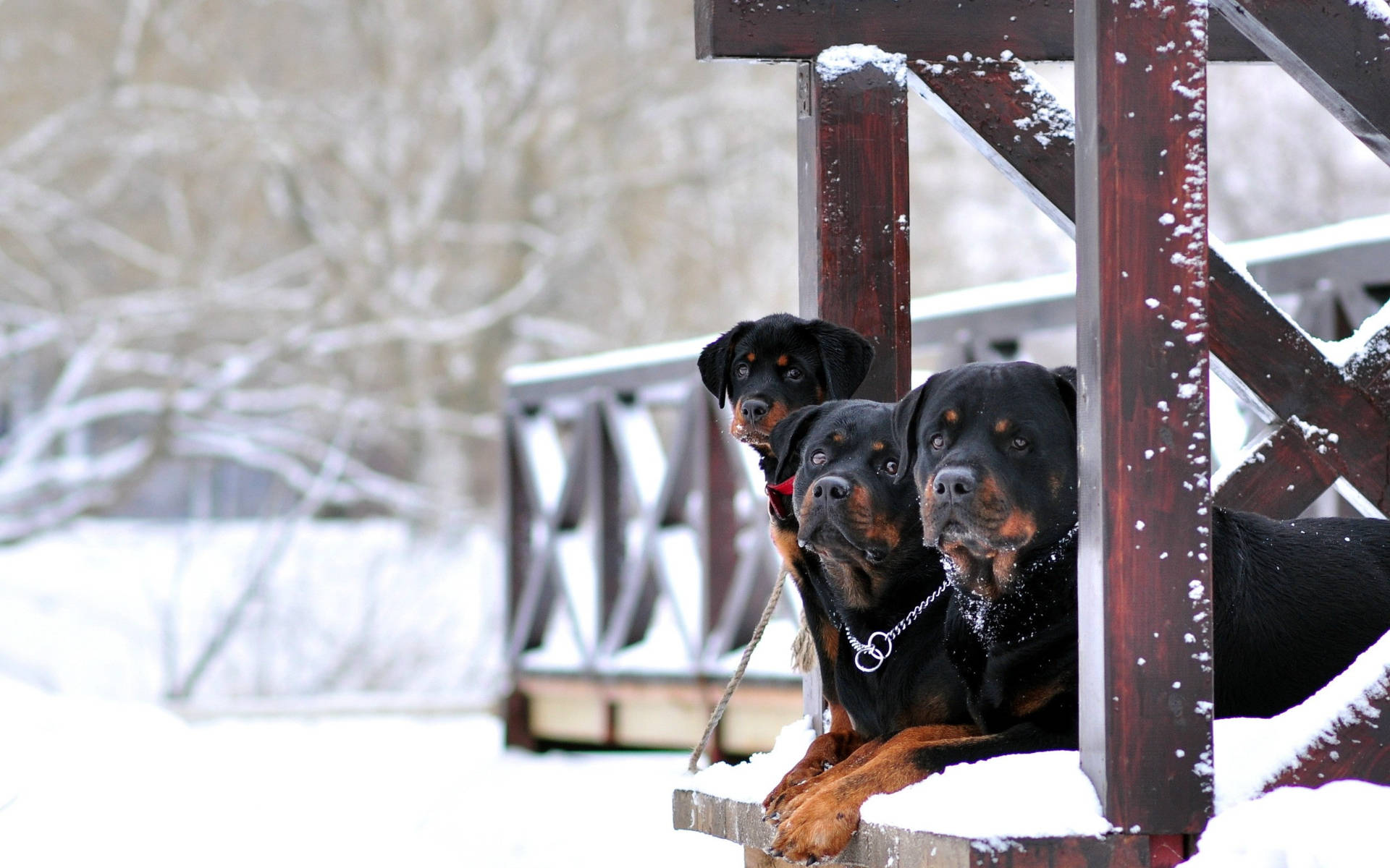 羅威那犬 桌布 壁紙 — 三隻羅威納犬警覺地坐在灑滿白雪的木製門廊欄杆上，背景是冬日景色。