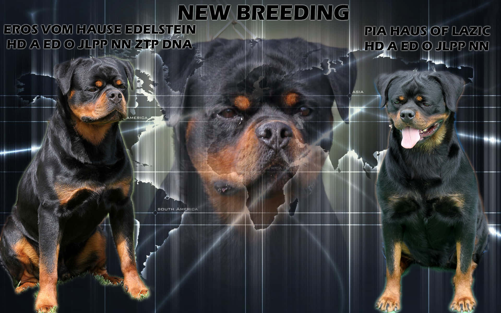 動物 桌布 壁紙 — 三隻羅威那犬在發光的世界地圖背景下擺姿勢，並帶有基因健康文字疊加。