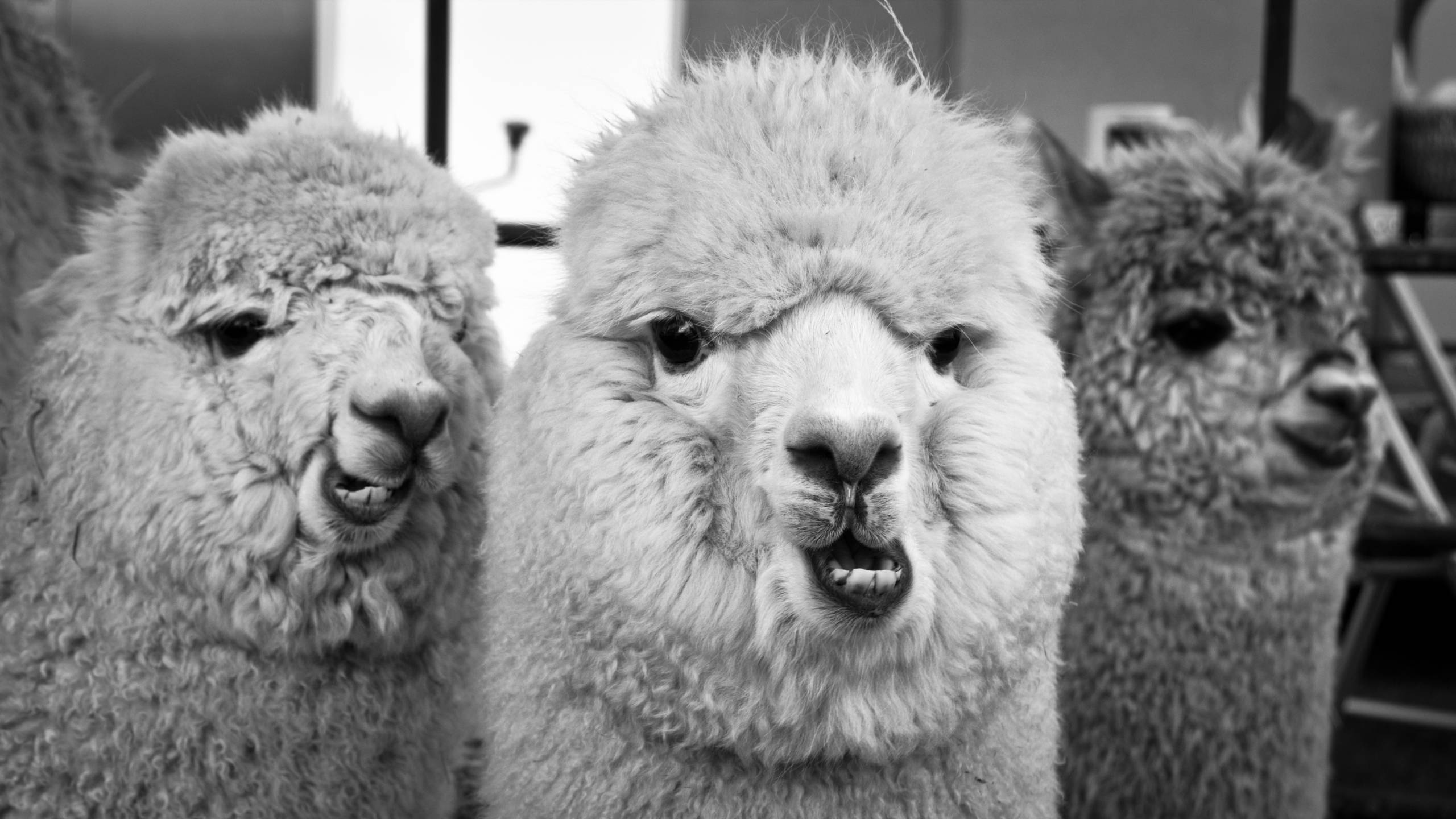Alpaca 桌布 壁紙 — 三隻羊駝擁有蓬鬆羊毛和富表情的臉龐，在黑白特寫中好奇地凝視鏡頭。