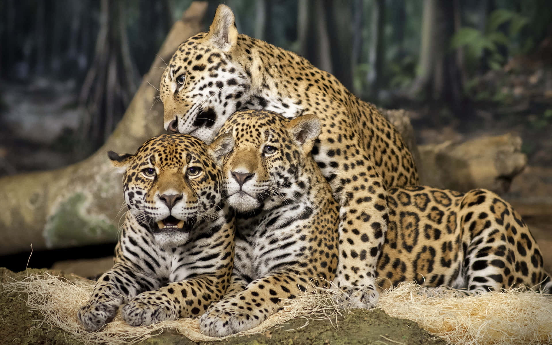 Jaguar 桌布 壁紙 — 三隻美洲豹在森林環境中的稻草上一起休息，其中一隻用鼻子蹭另外兩隻。