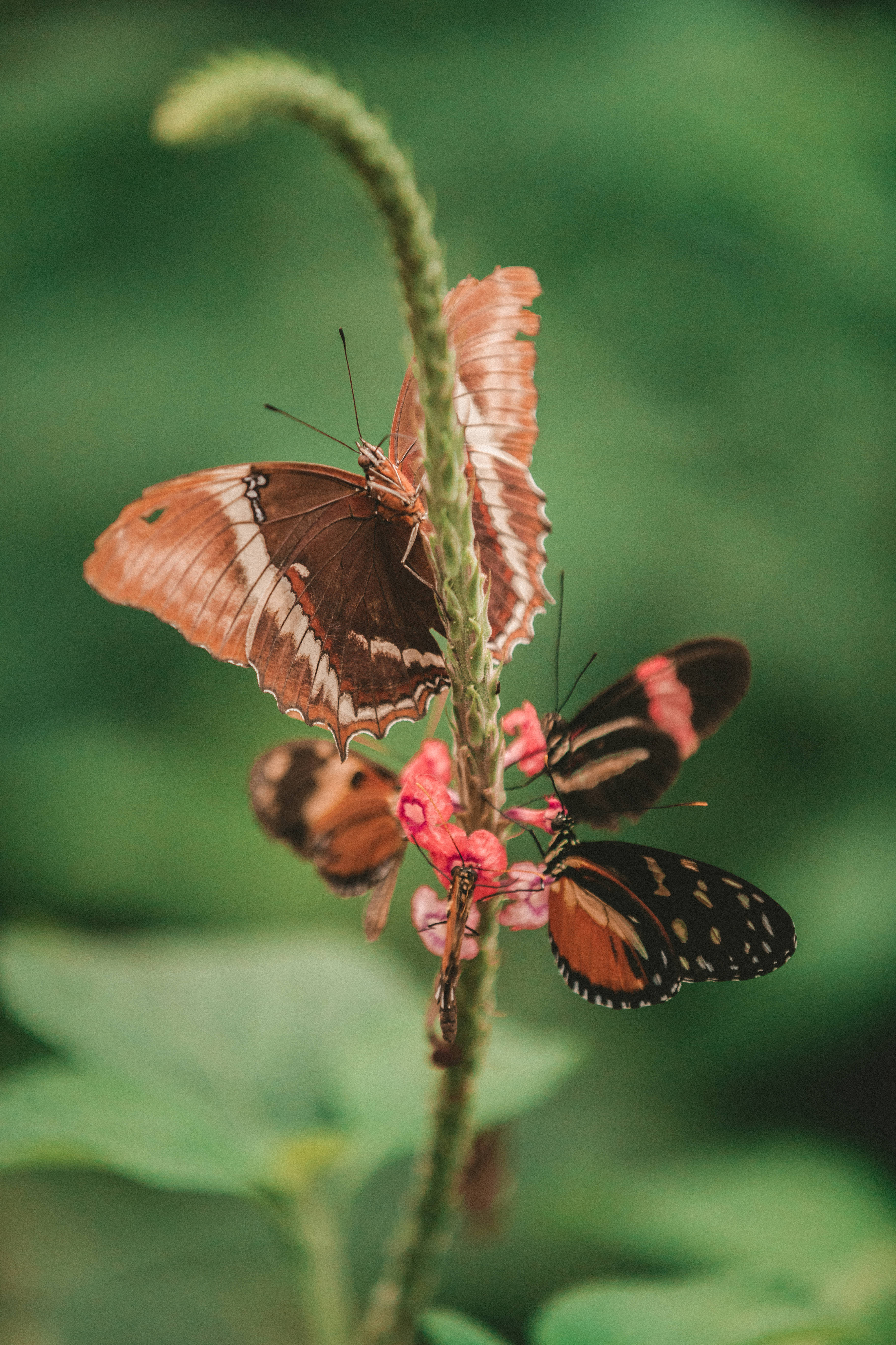 Butterflies 桌布 壁紙 — 三隻翅膀呈棕色、橙色和黑色的蝴蝶，輕輕地停在粉紅色的花朵上，背景是柔和的綠色模糊背景。